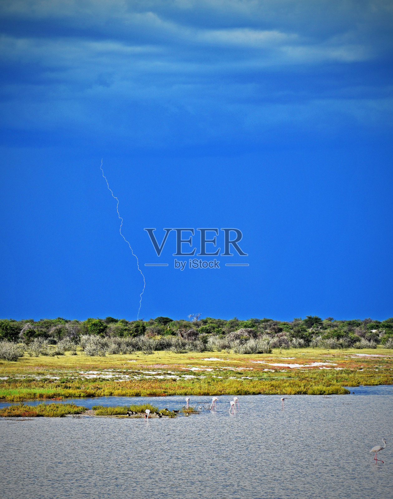 埃托沙国家公园的火烈鸟照片摄影图片