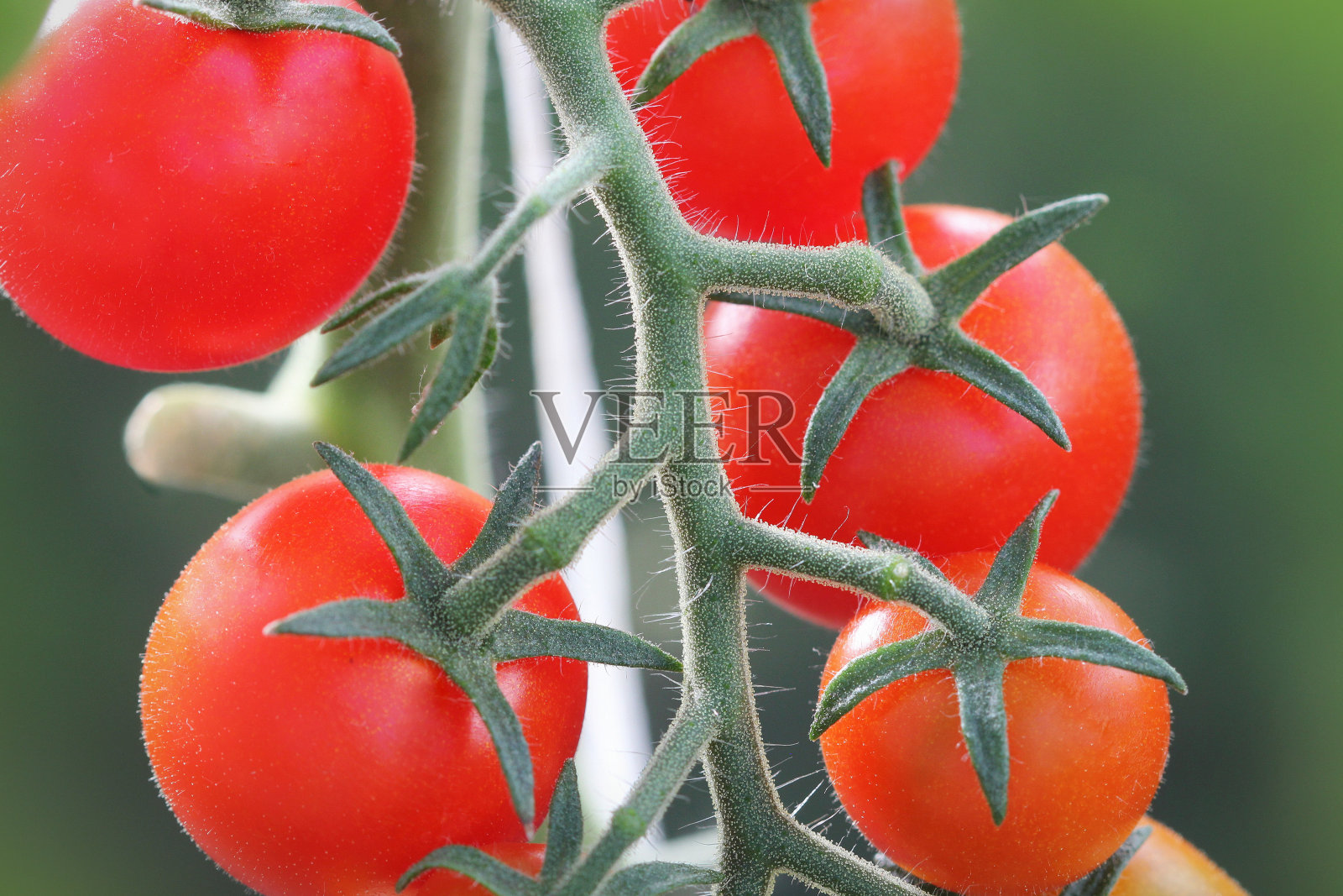 一束成熟的自然樱桃红西红柿生长在温室准备采摘照片摄影图片