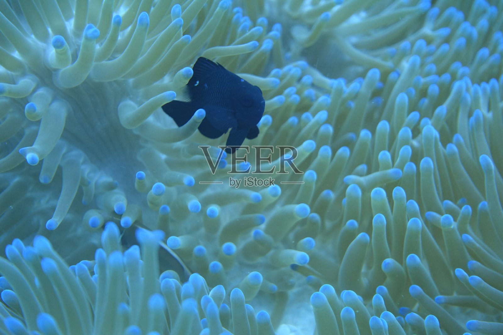 有海葵的鱼照片摄影图片