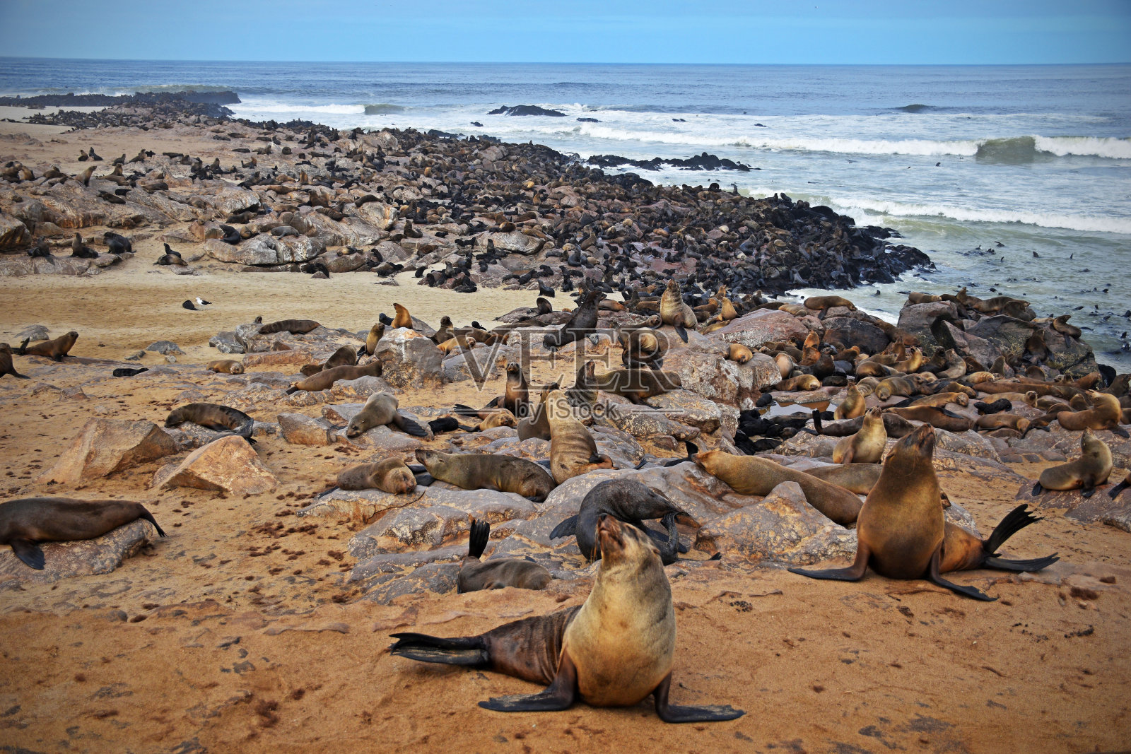 十字角海豹群落照片摄影图片