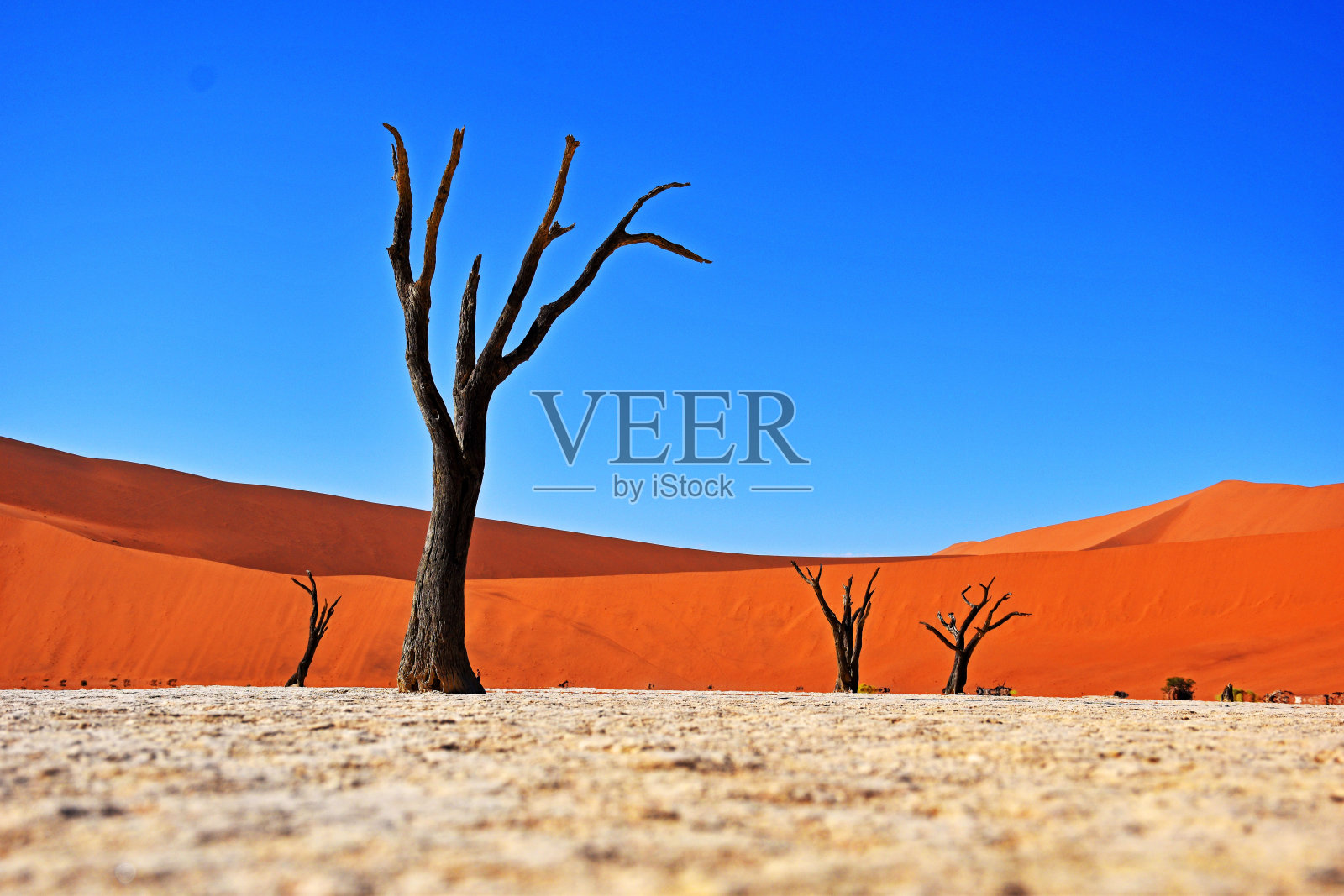 纳米比亚Deadvlei的怪异景观照片摄影图片