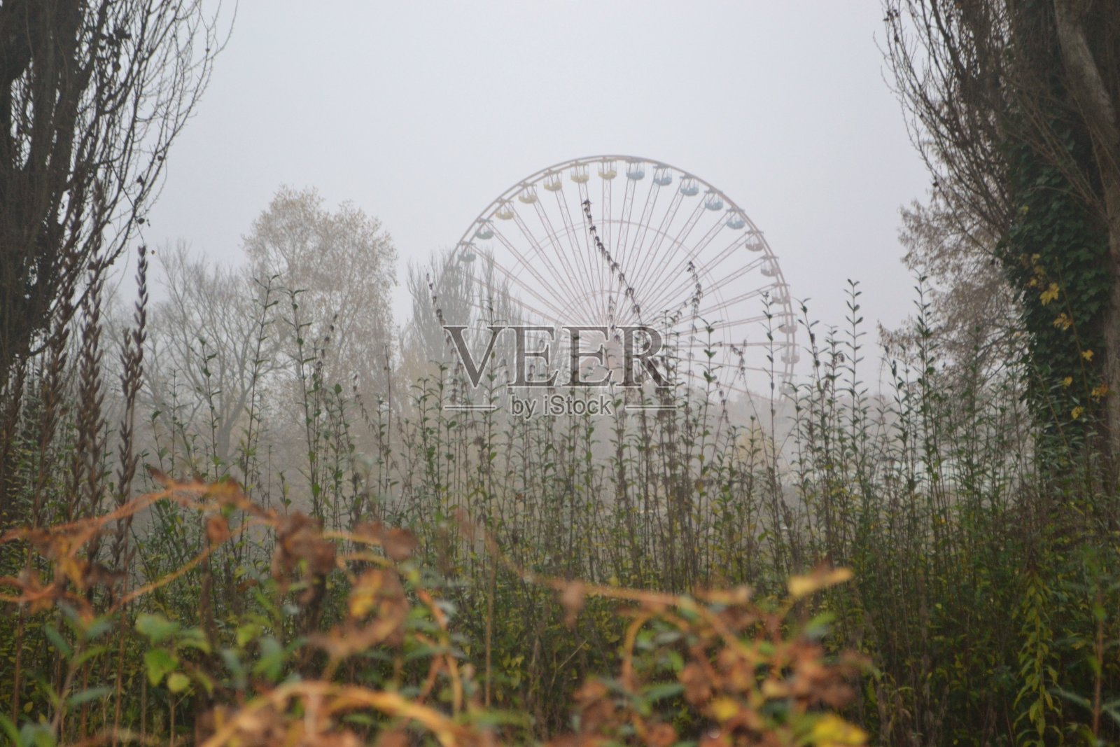 森林中迷人的杂草丛生的游乐场景观照片摄影图片