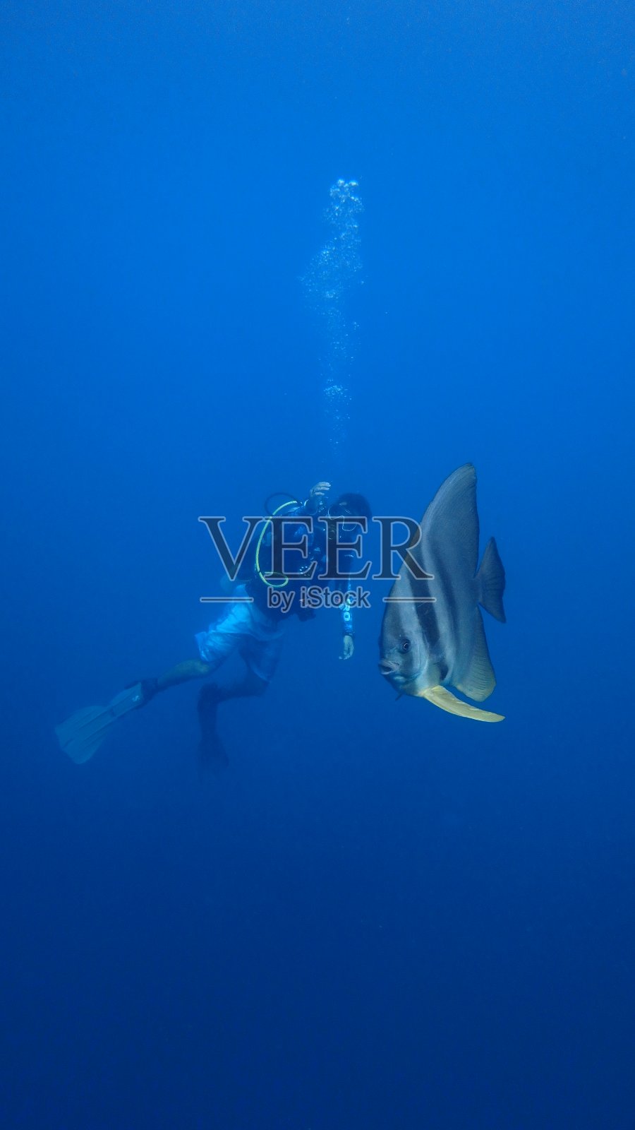 雄性潜水者和巨大的蝙蝠鱼铲子鱼照片摄影图片