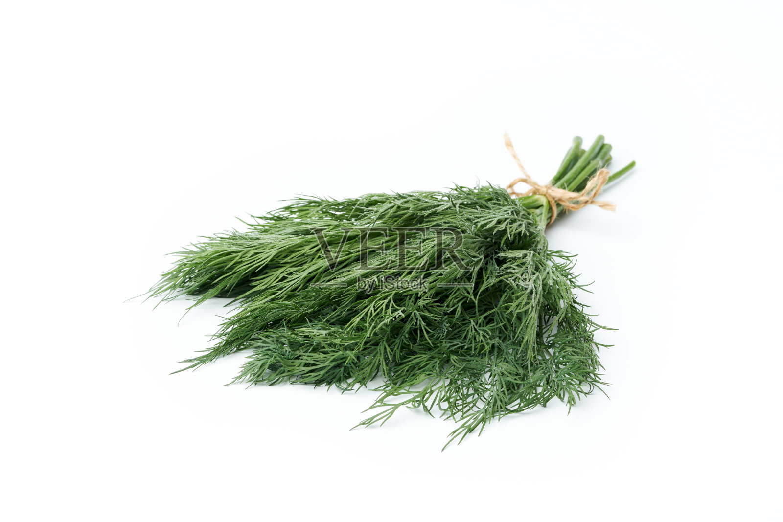 一束带有小水滴的新鲜莳萝在白色的背景上照片摄影图片