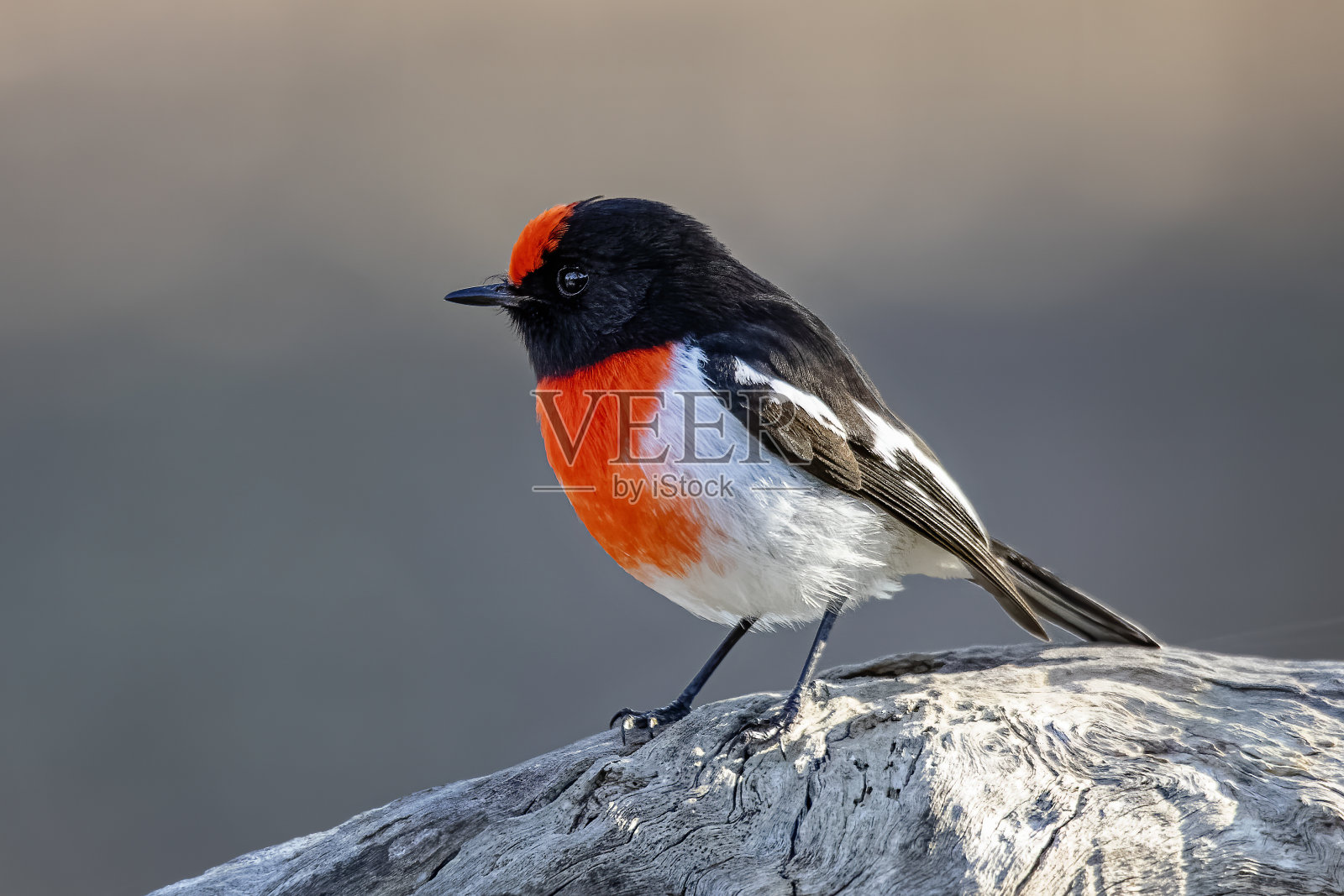 雄性红帽罗宾(Petroica goodenvii)照片摄影图片