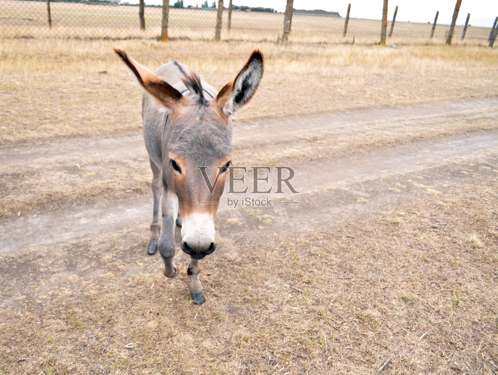 野生偶蹄动物生活在保留的野生草原上照片摄影图片