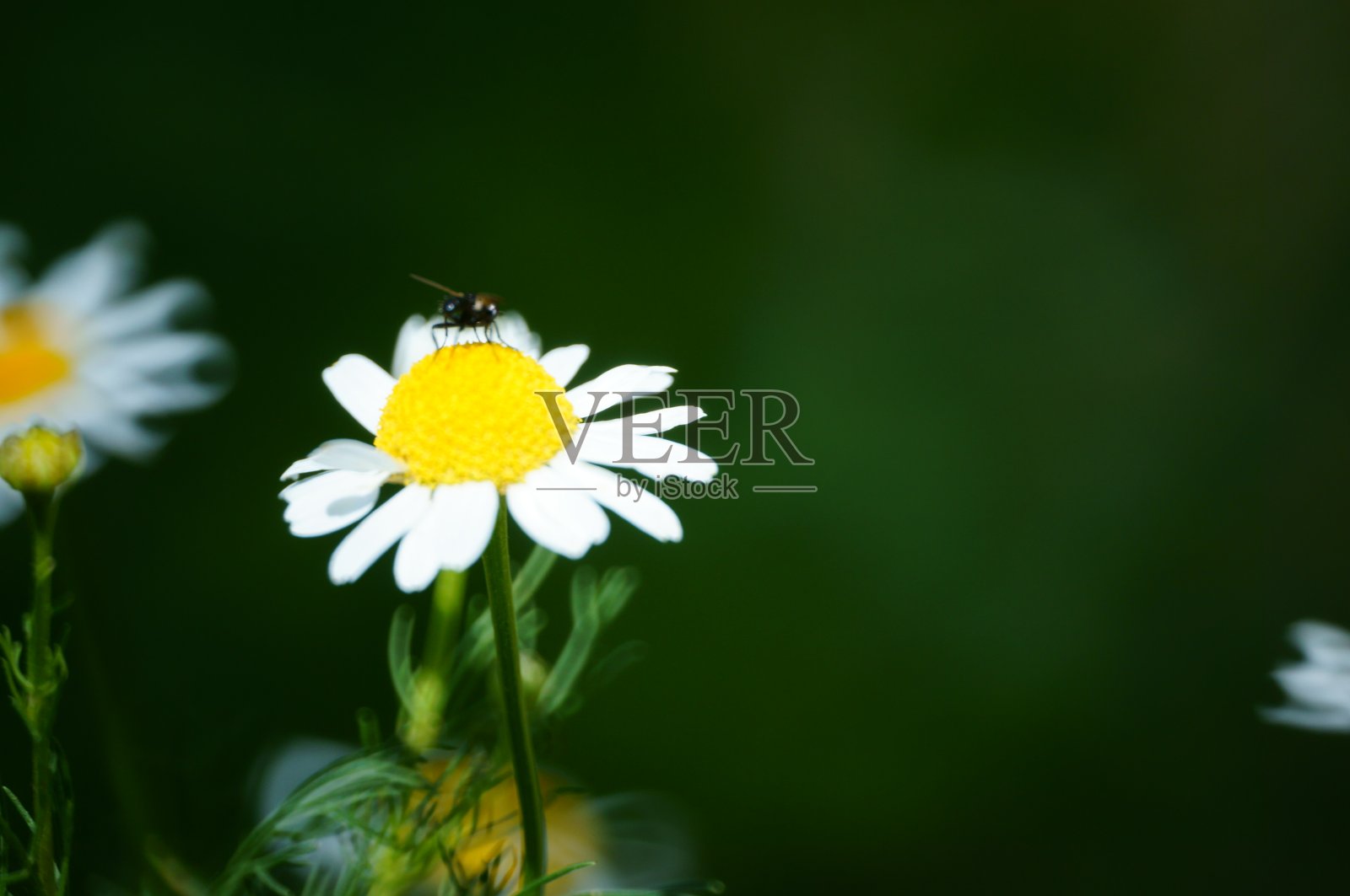 大自然中白色雏菊的照片。美丽的野花和绿草。照片摄影图片