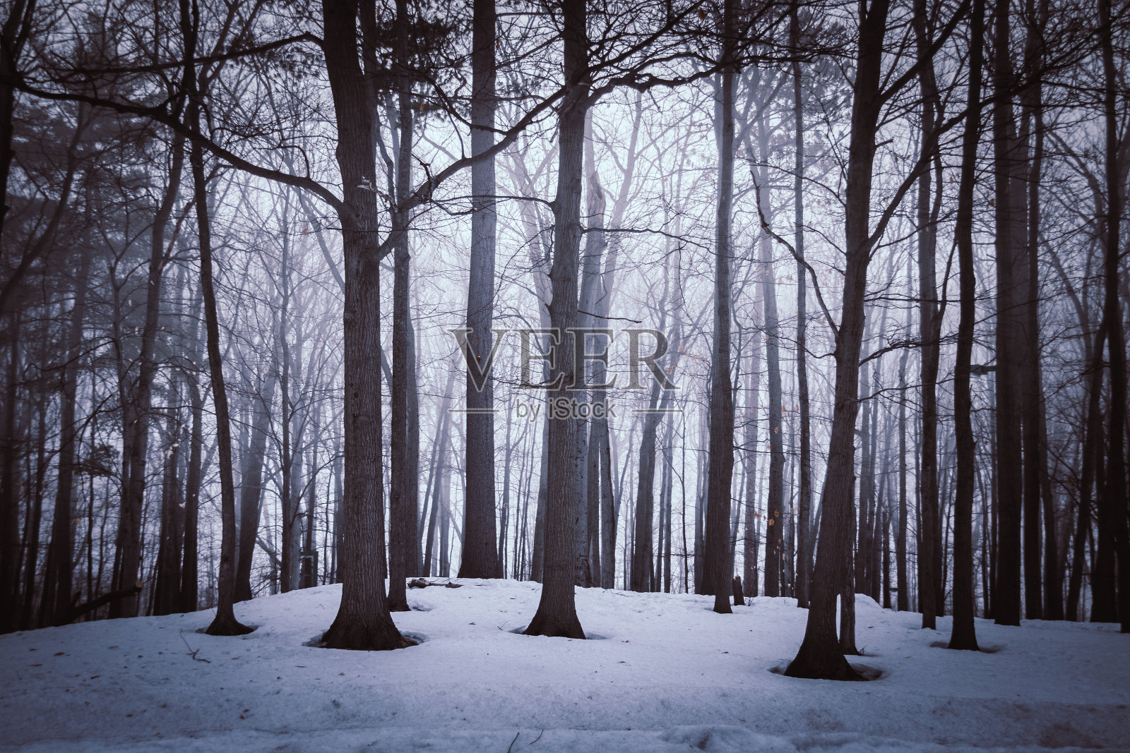 在加拿大魁北克省的索尔-特蕾西，冬天黎明前的戏剧性森林树木照片摄影图片