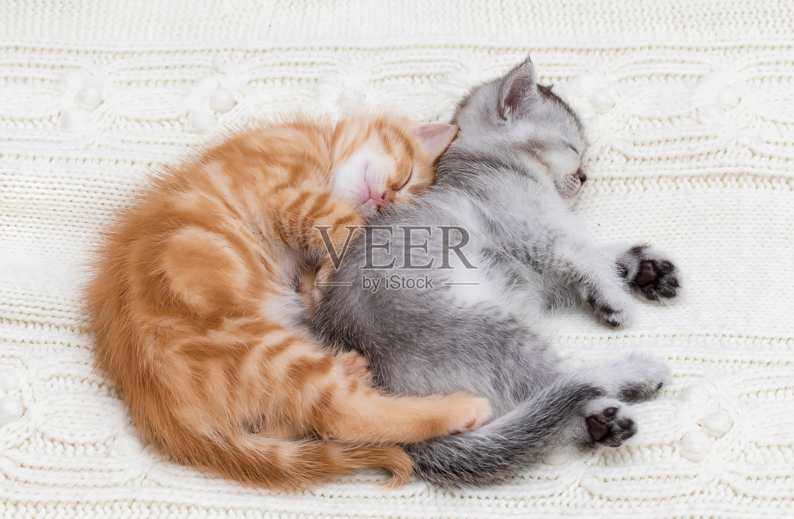 两只英国小猫睡在一起照片摄影图片