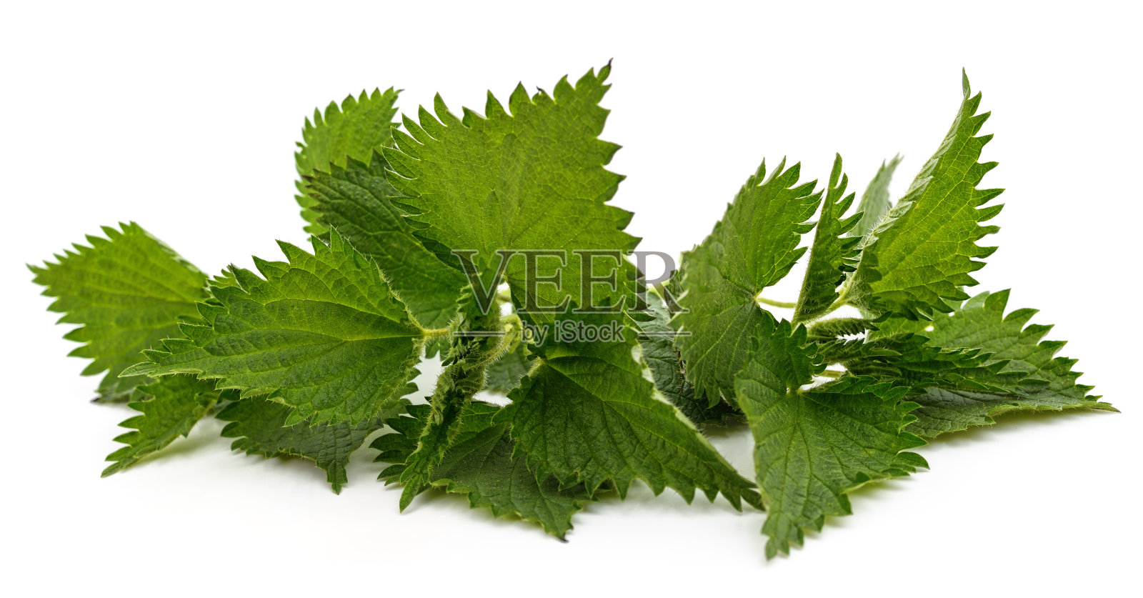 布什绿色的荨麻。照片摄影图片