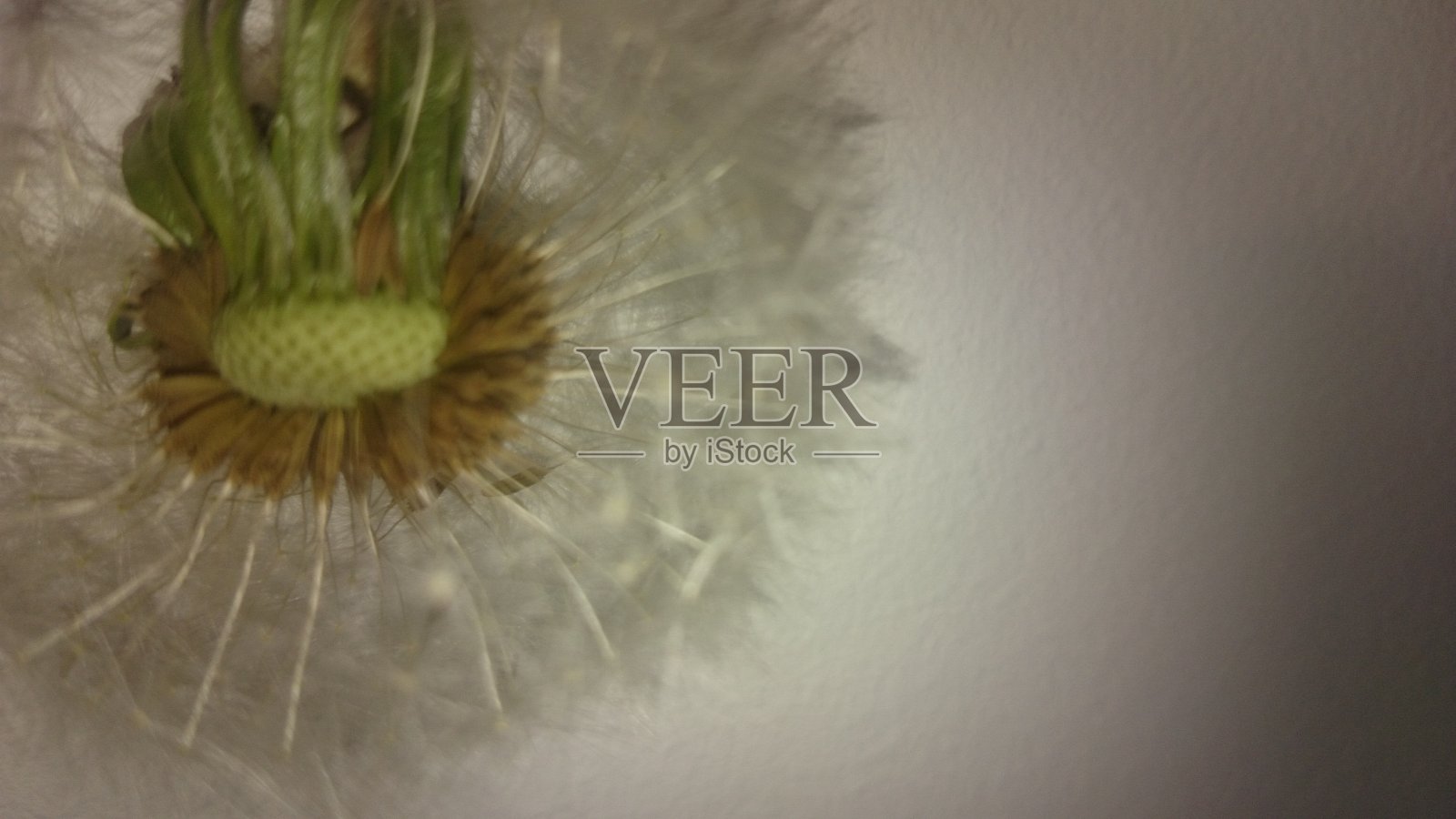 蒲公英的特写照片摄影图片