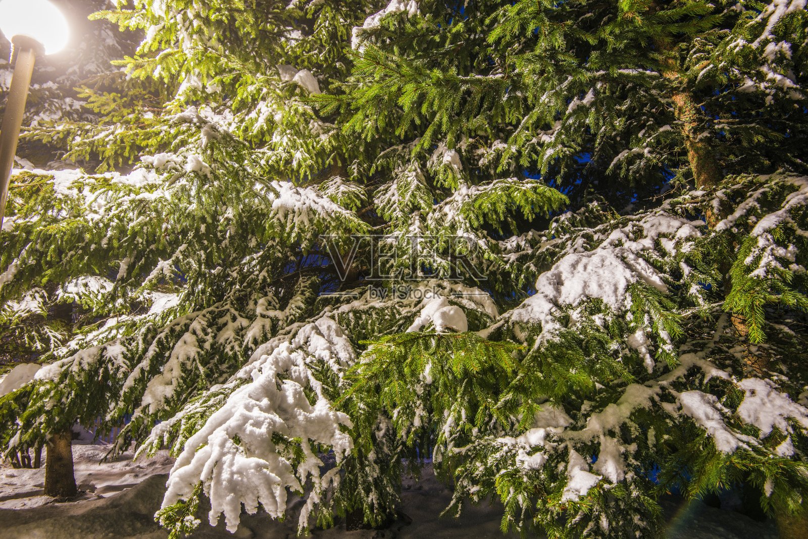 温纳冷杉覆盖雪公园照片摄影图片