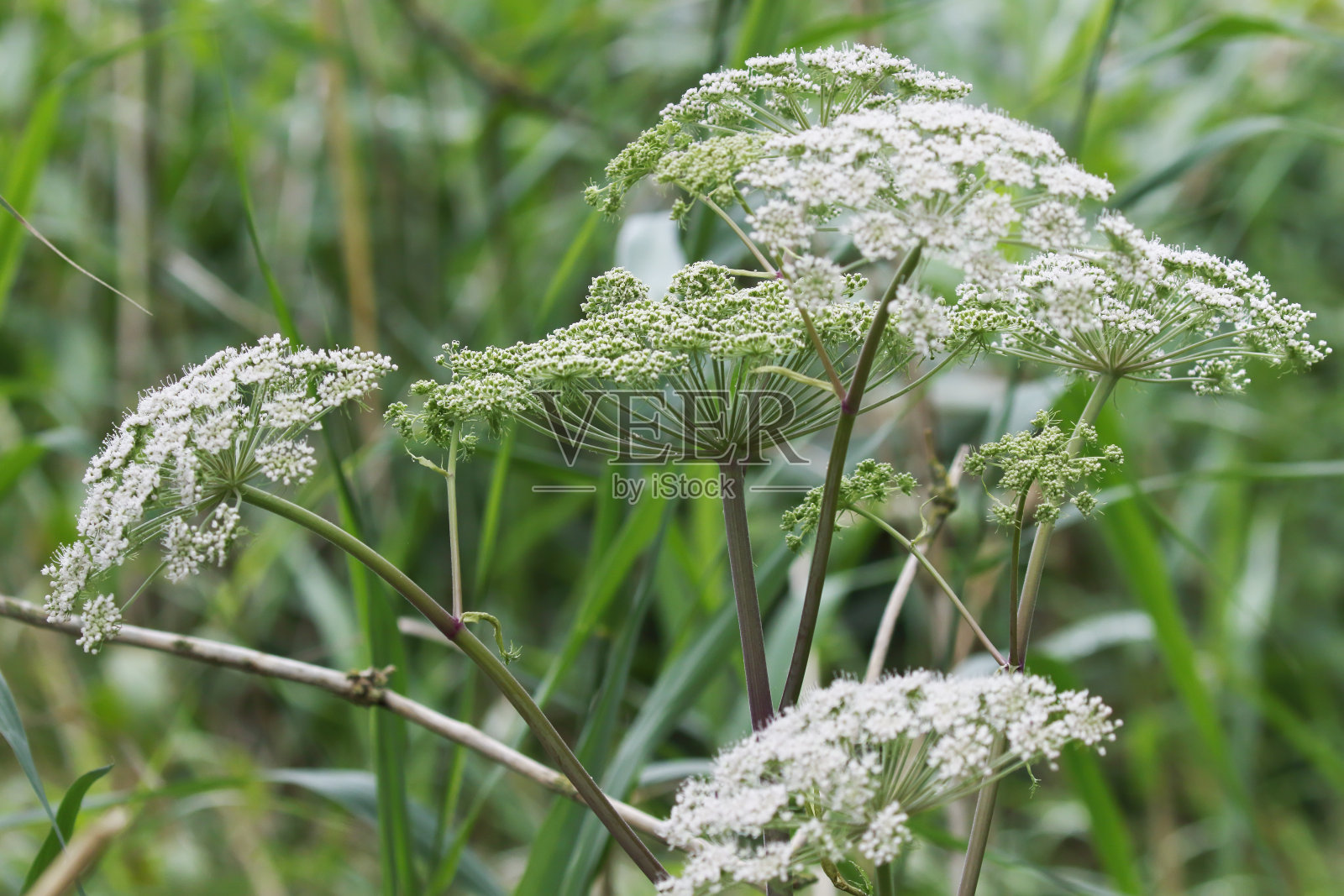 野当归照片摄影图片