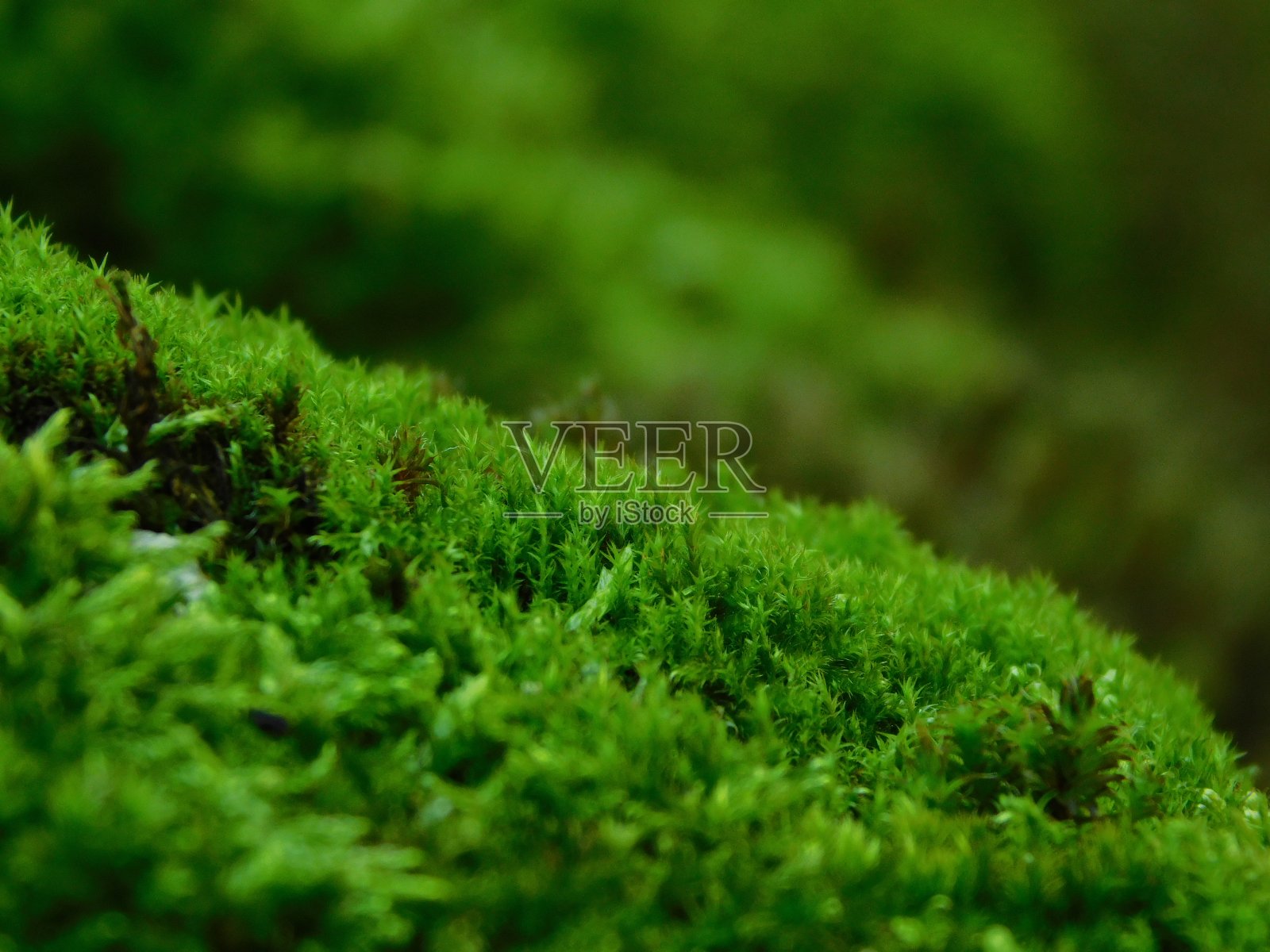 绿色的宏观世界照片摄影图片
