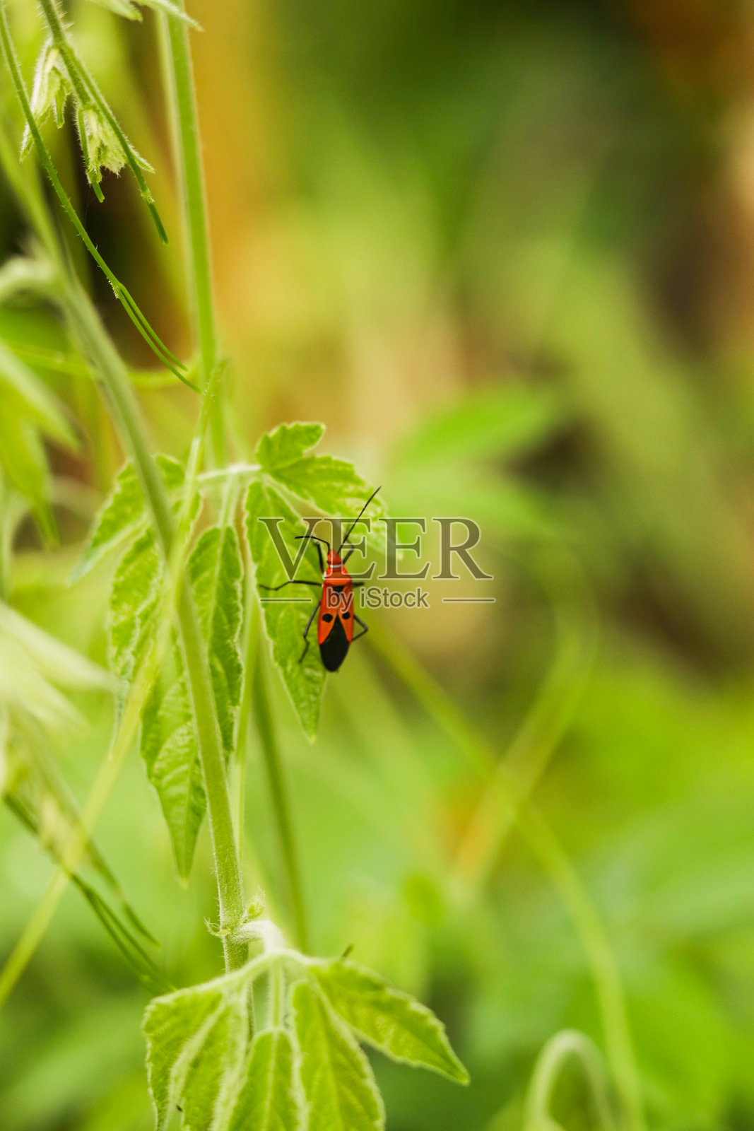夏日阳光下的绿草上美丽的蜱虫。照片摄影图片