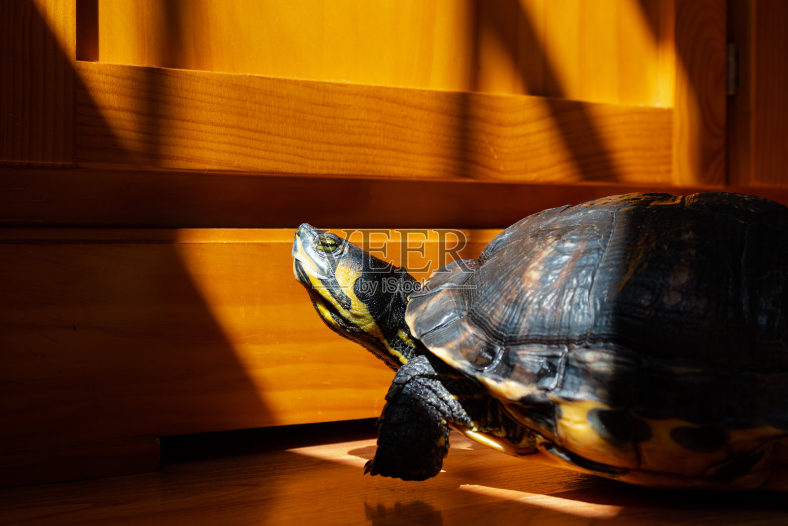 乌龟照片摄影图片