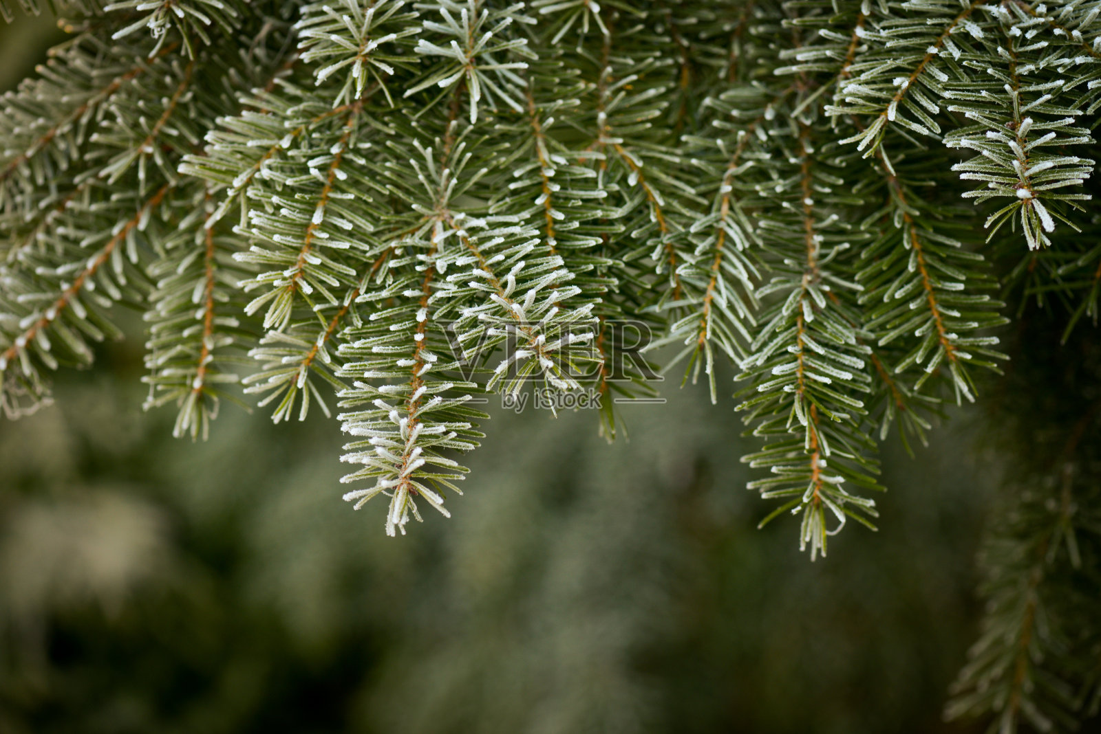 圣诞冷杉树枝上结霜照片摄影图片