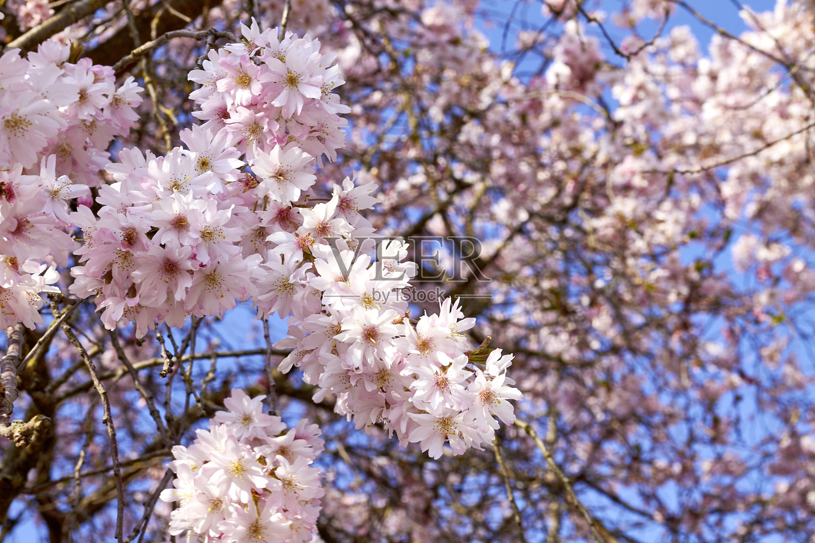 樱花照片摄影图片