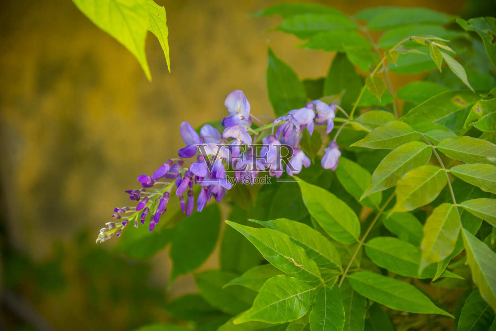 金合欢树枝上的紫色花朵照片摄影图片