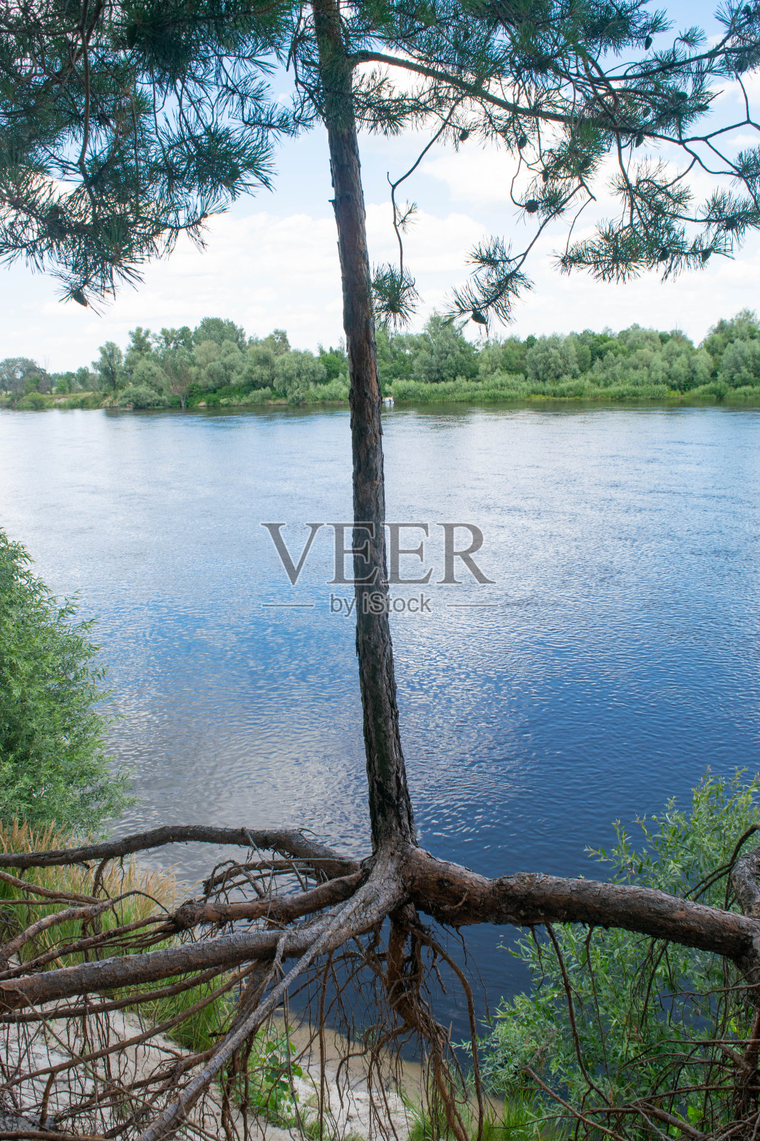 德斯纳河上那棵光秃秃的松树。照片摄影图片