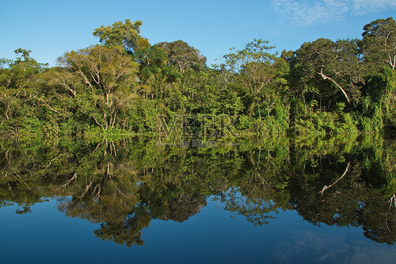 这是哥伦比亚亚马逊河附近的纳里诺港雨林中的树木镜像照片摄影图片