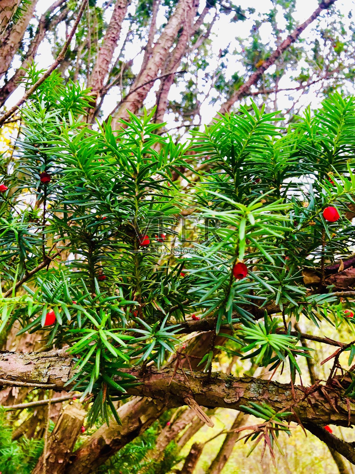 松树和浆果照片摄影图片