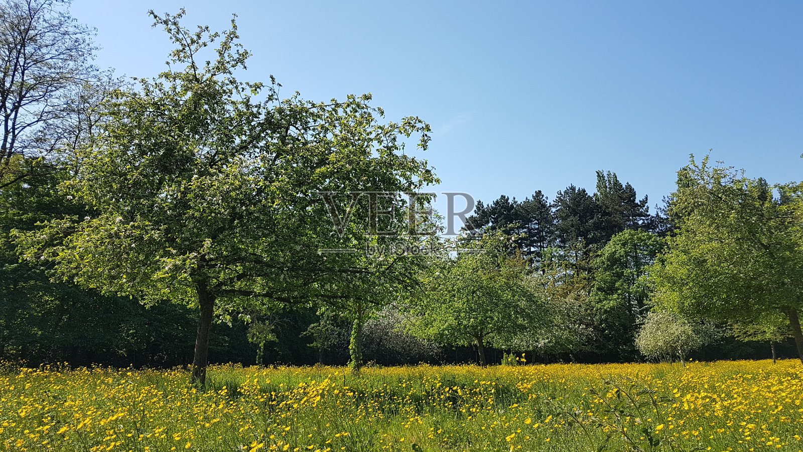 黄色的草地照片摄影图片