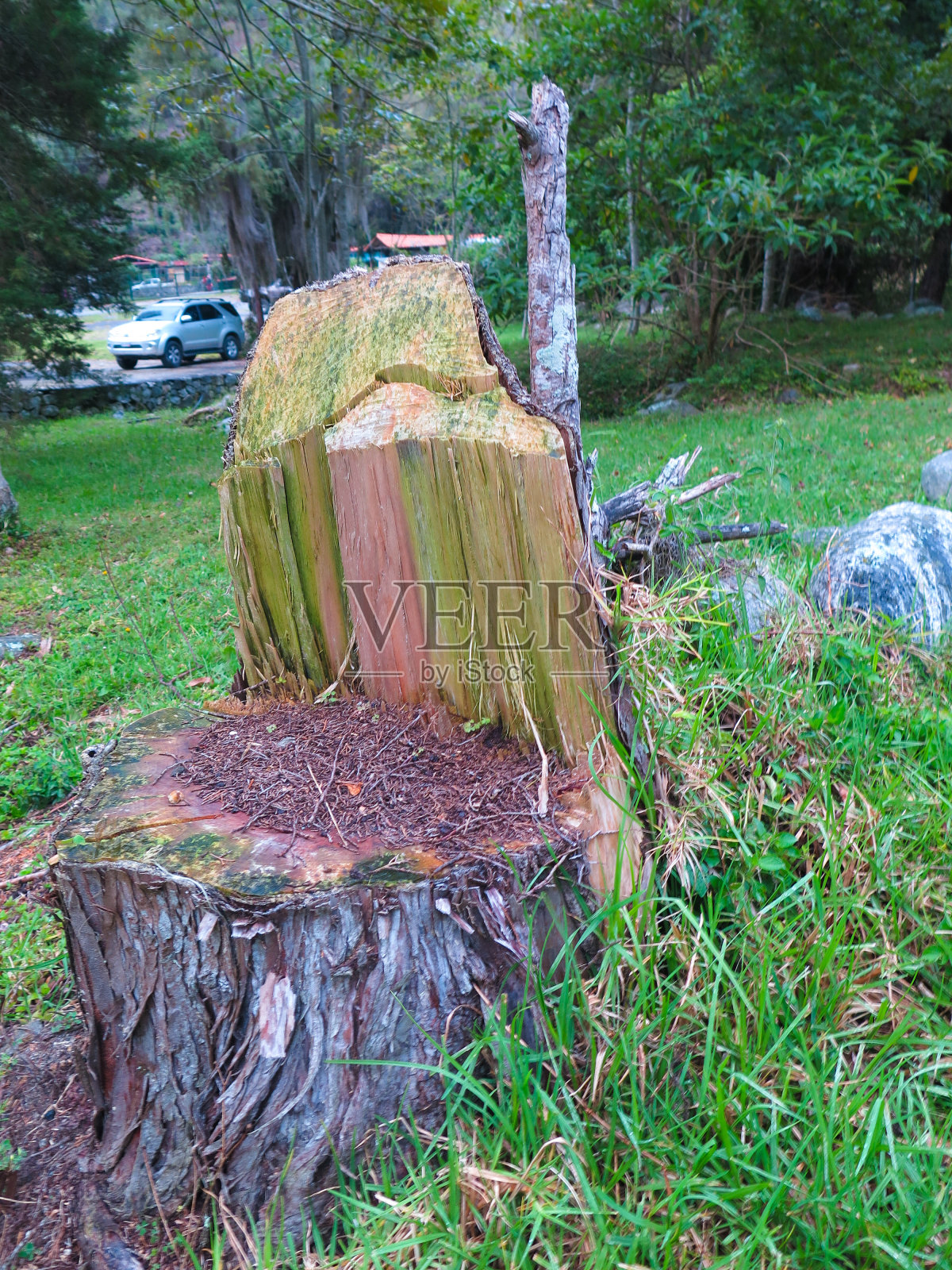 在田地中间砍一根木头照片摄影图片