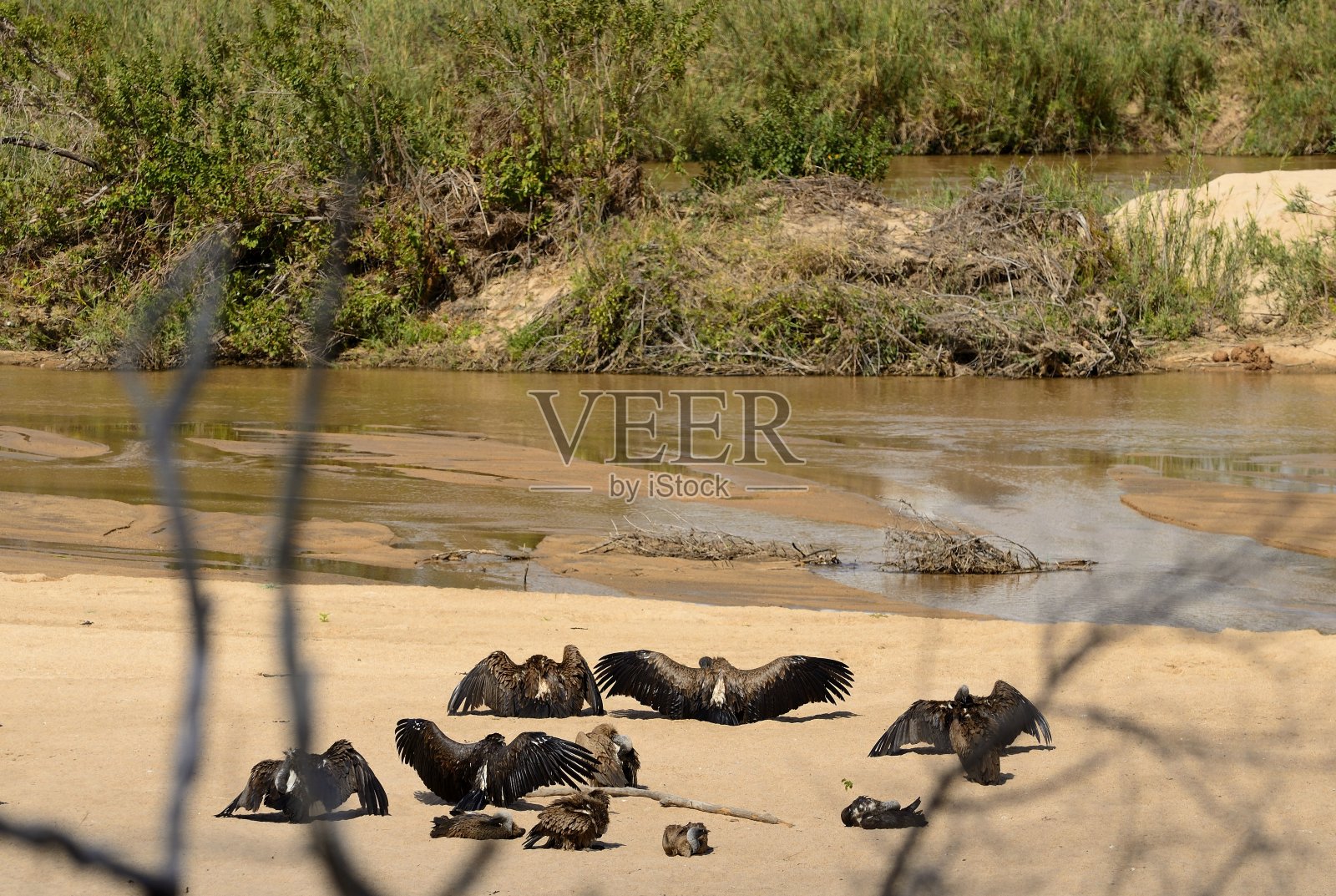 猛禽照片摄影图片