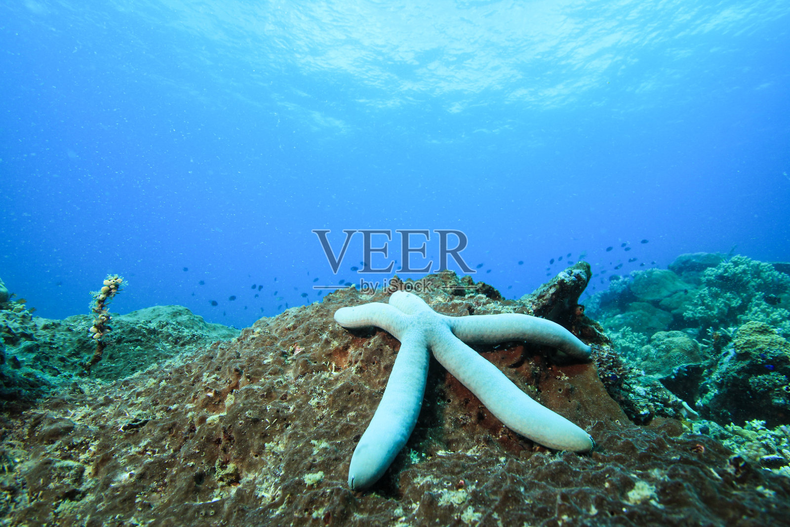 海星在海底，在水下照片摄影图片