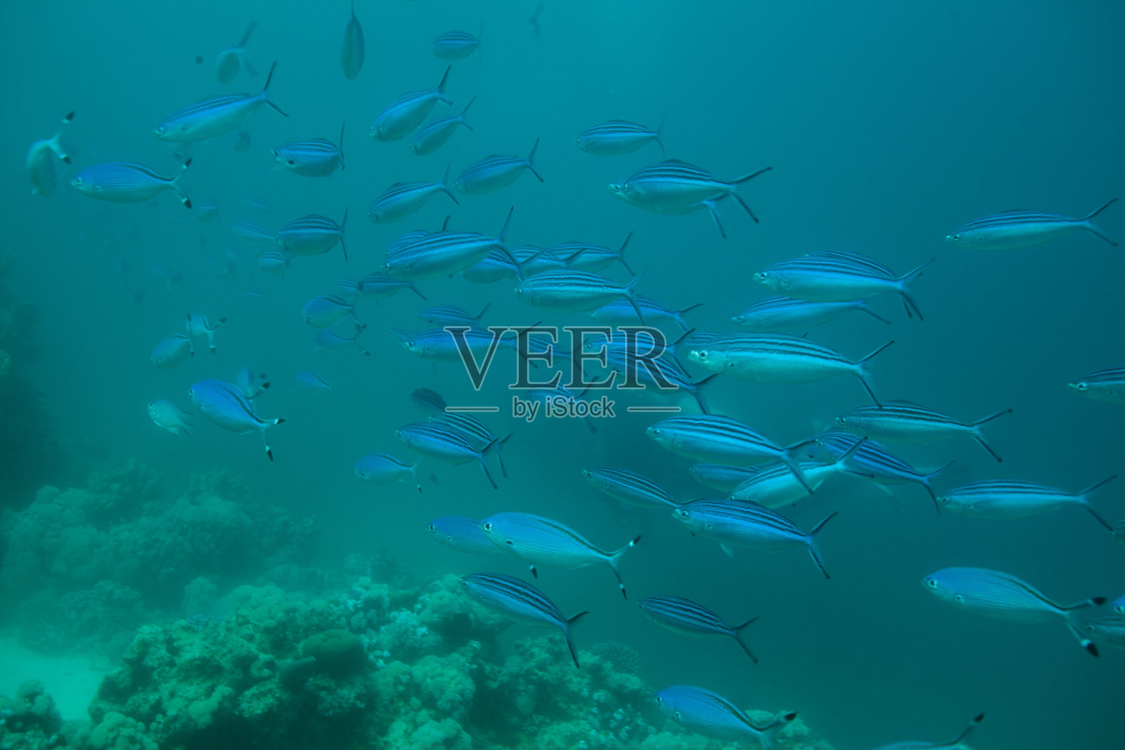 鱼群，热带鱼，照片摄影图片