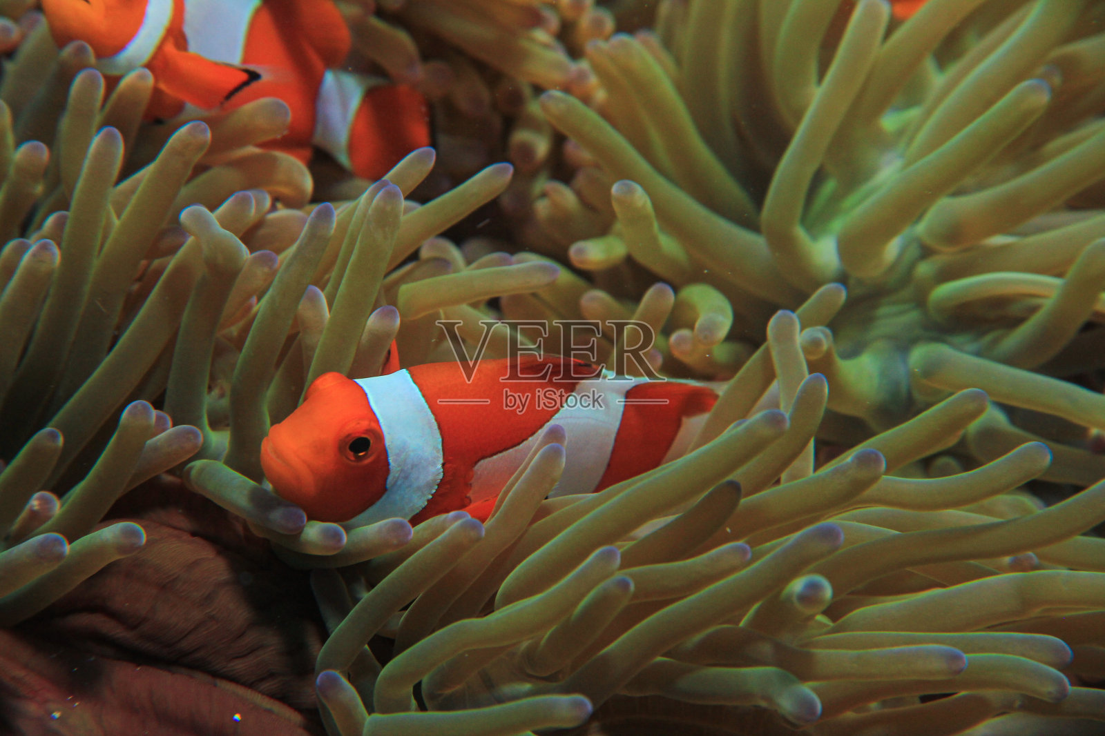 热带咸水珊瑚园中的小丑鱼、海葵鱼照片摄影图片