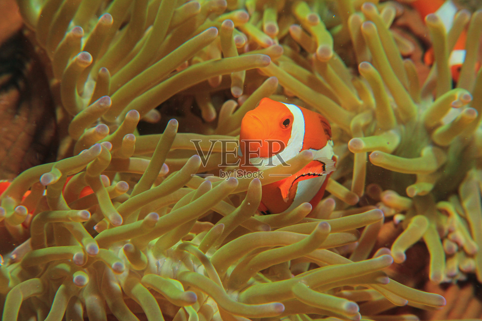 热带咸水珊瑚园中的小丑鱼、海葵鱼照片摄影图片