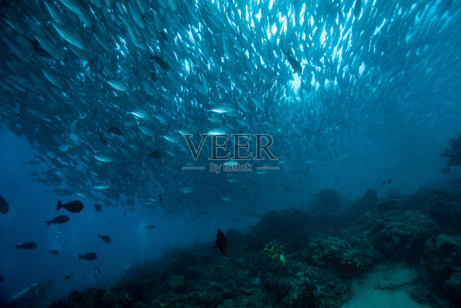 鱼群，一群热带鱼照片摄影图片