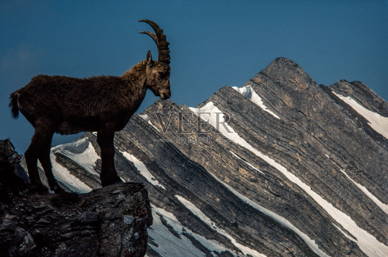 野山羊看着瑞士山区的风景照片摄影图片