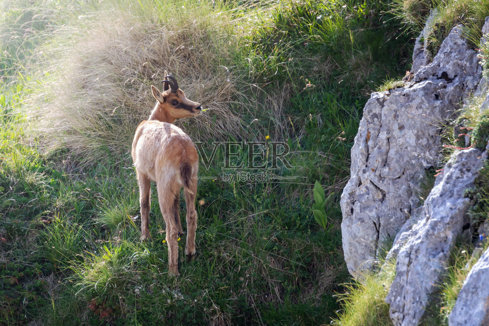 山顶上的野生岩羚羊照片摄影图片