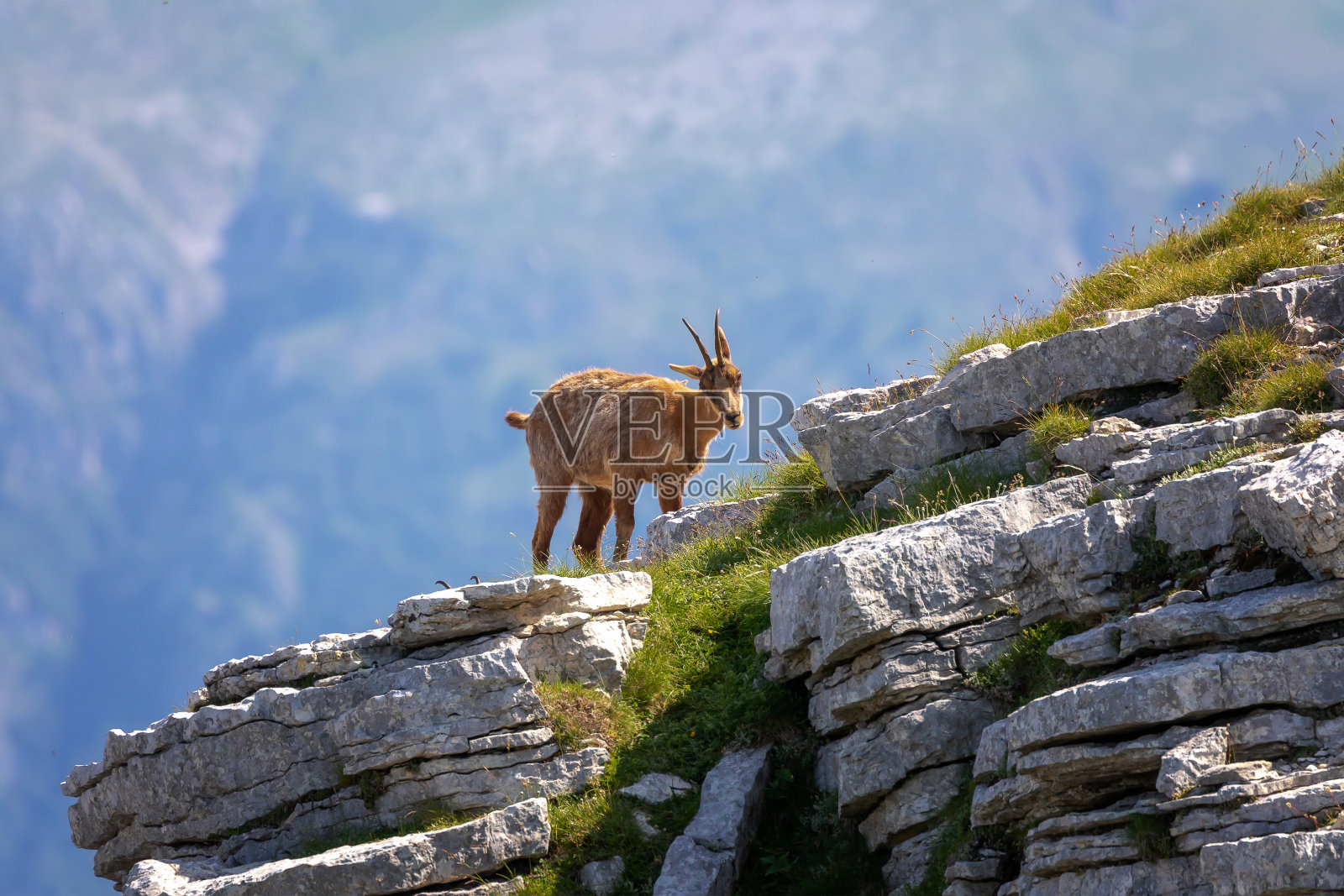 山顶上的野生岩羚羊。Rupicapra pyrenaica这种照片摄影图片