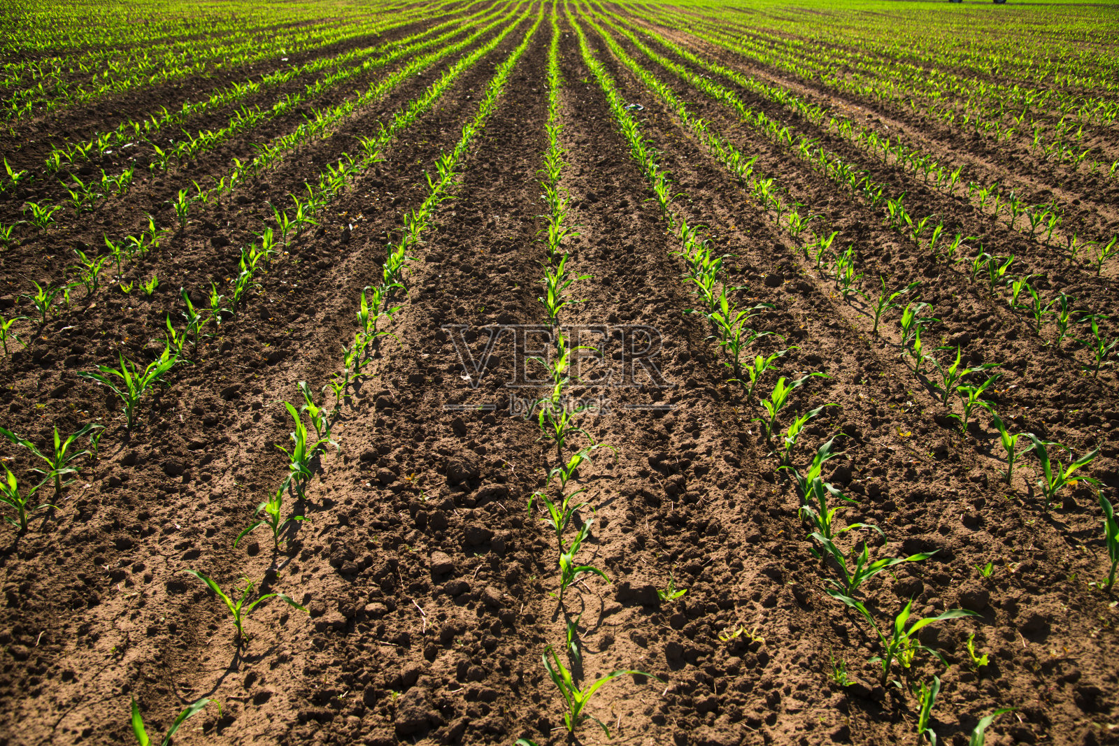 一排排刚发芽的玉米幼苗照片摄影图片