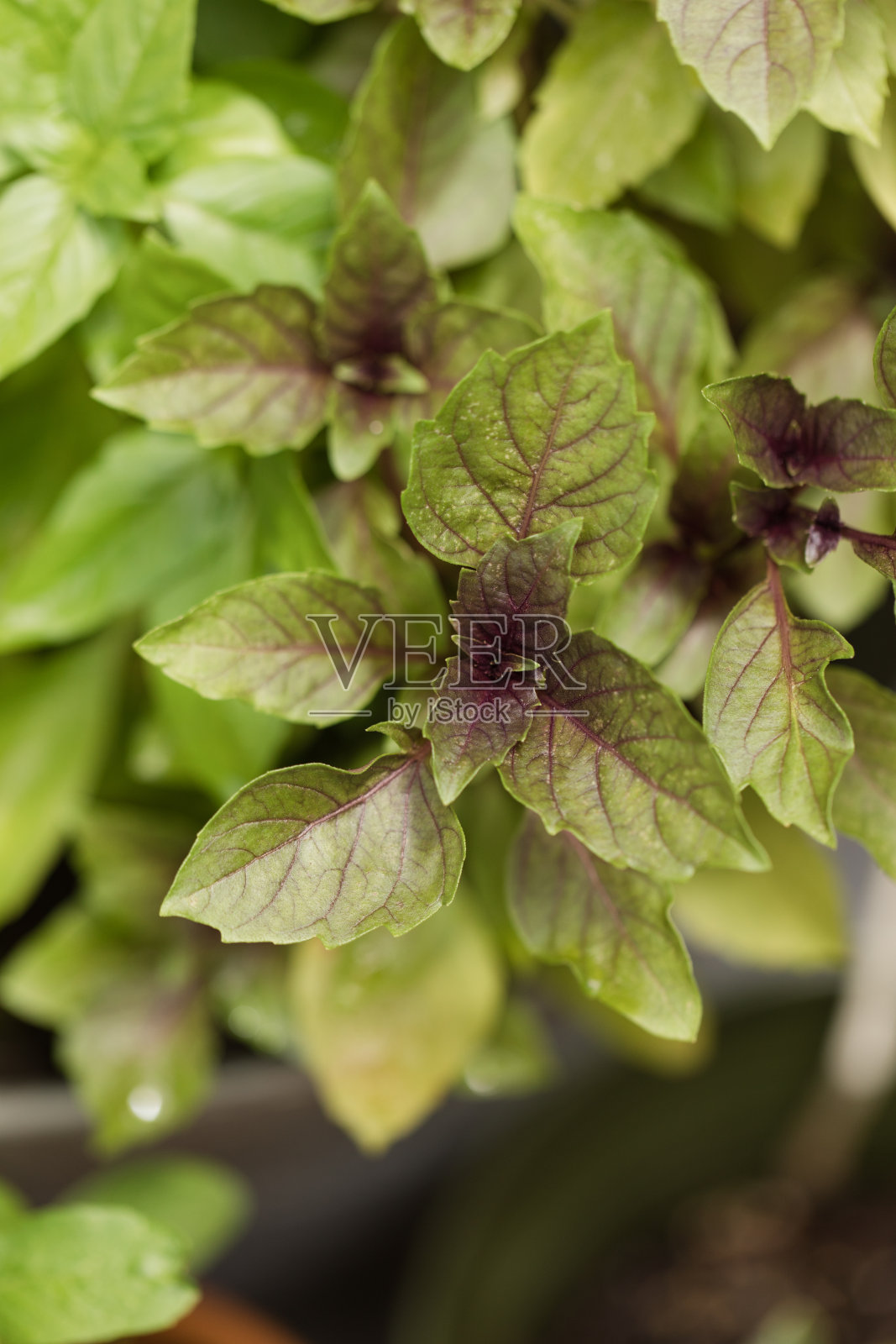 鲜紫罗勒和甜罗勒在南佛罗里达的家庭花园在2020年夏天大量生长照片摄影图片