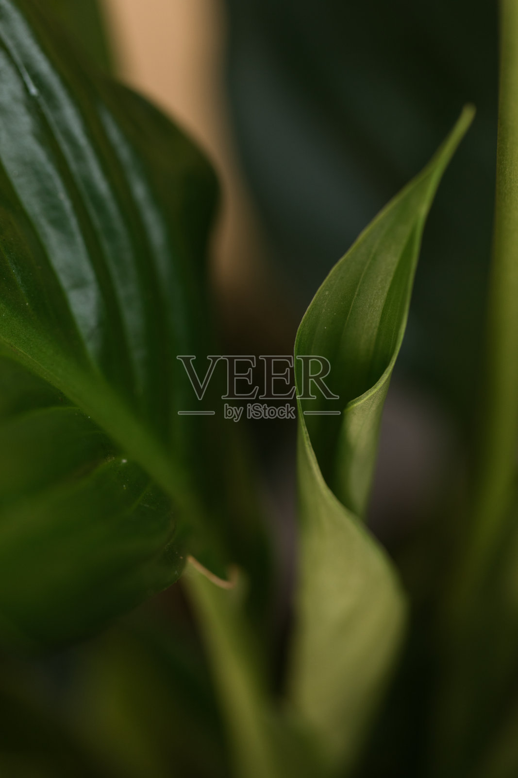 明亮自然光下的绿叶白掌植物，带有大型白色佛焰苞和罕见的双苞片照片摄影图片