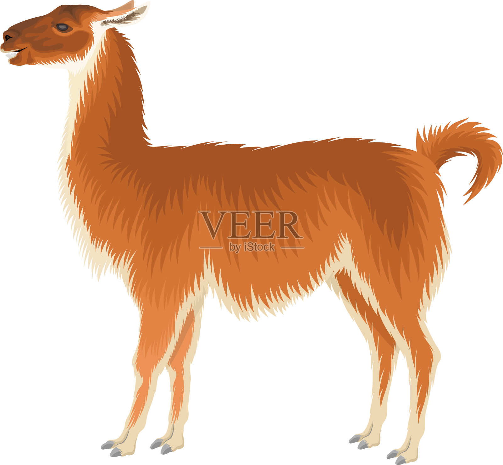 vector guanaco - Wild llama插图插画图片素材