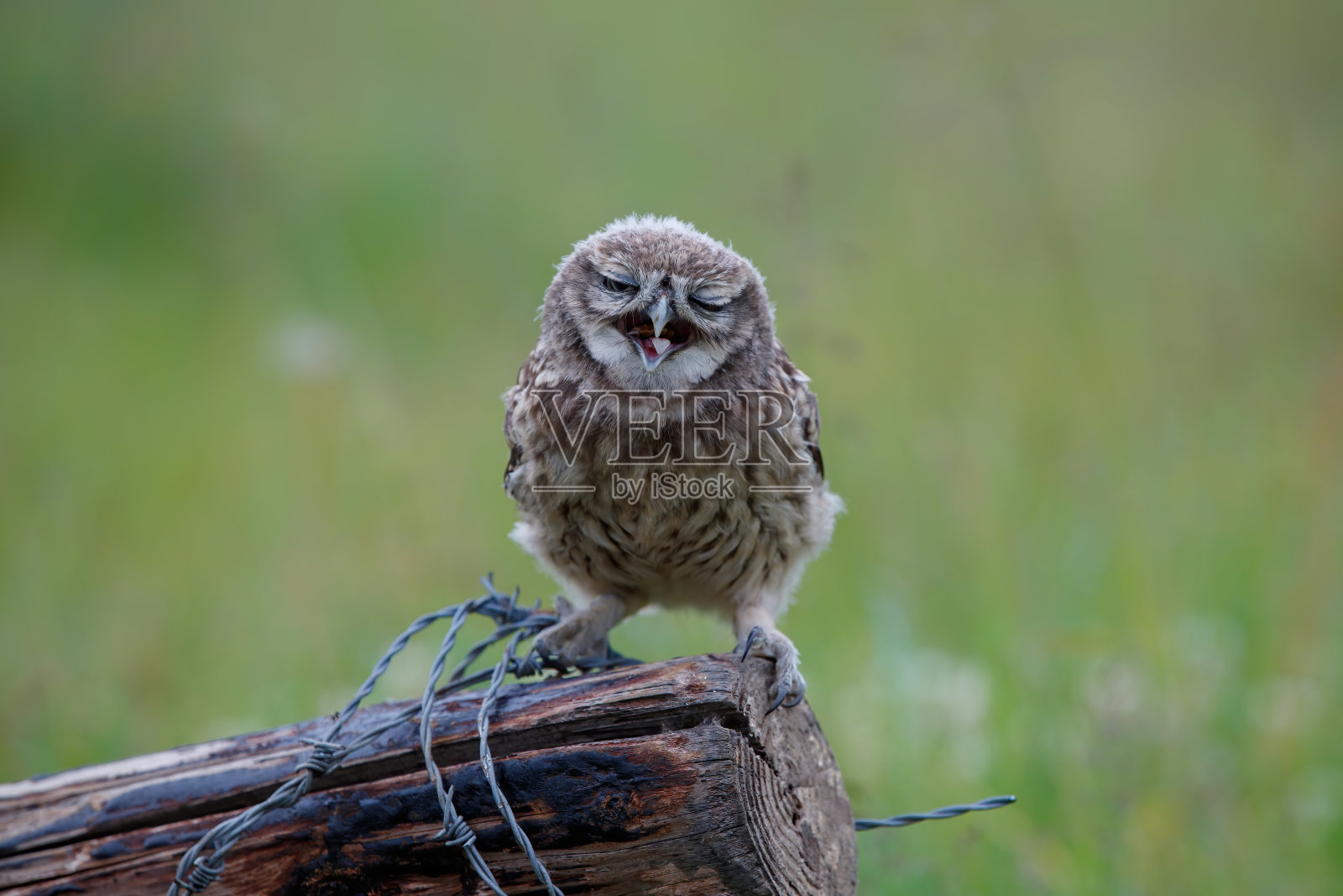 荷兰的小猫头鹰(Athene noctua)幼崽。照片摄影图片