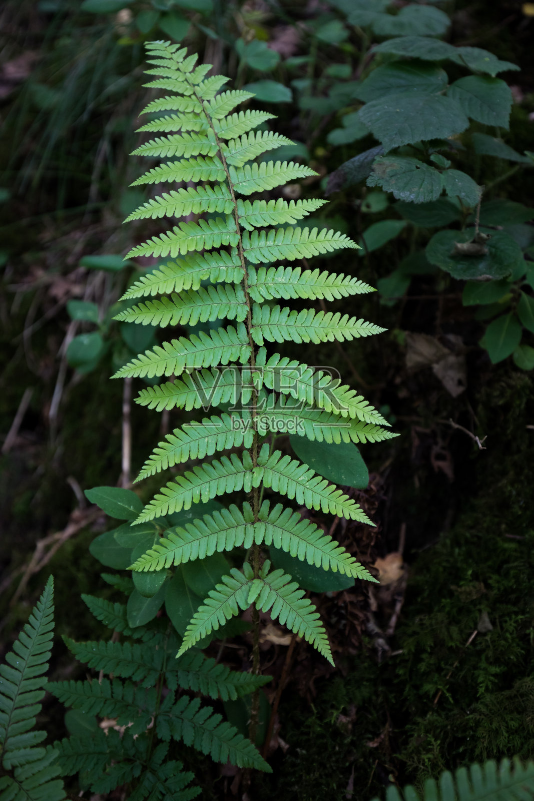 绿色蕨类植物的叶子和茎在黑暗的英国林地。自然界中的模式和细节照片摄影图片