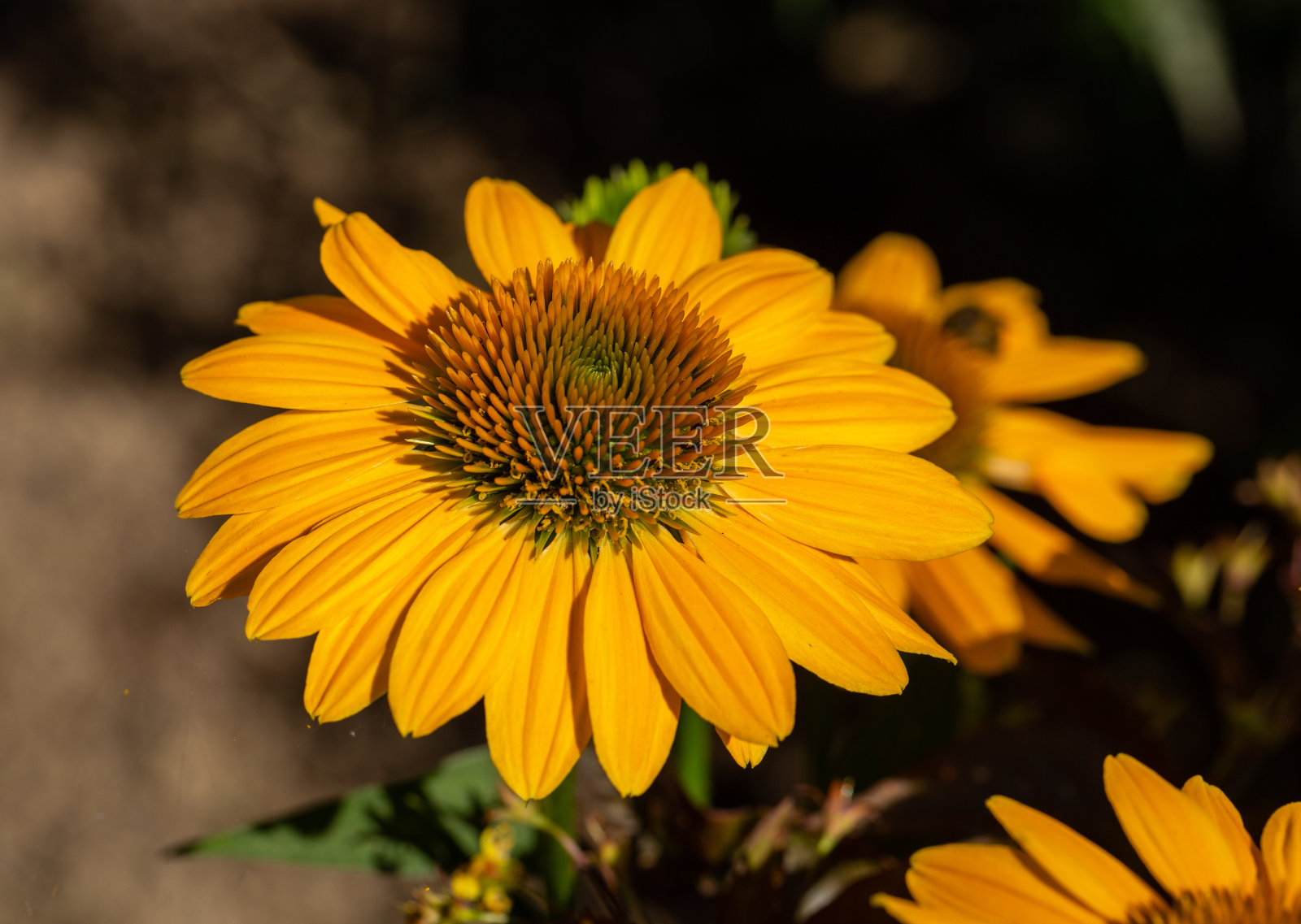 黄菊在园林中的应用照片摄影图片
