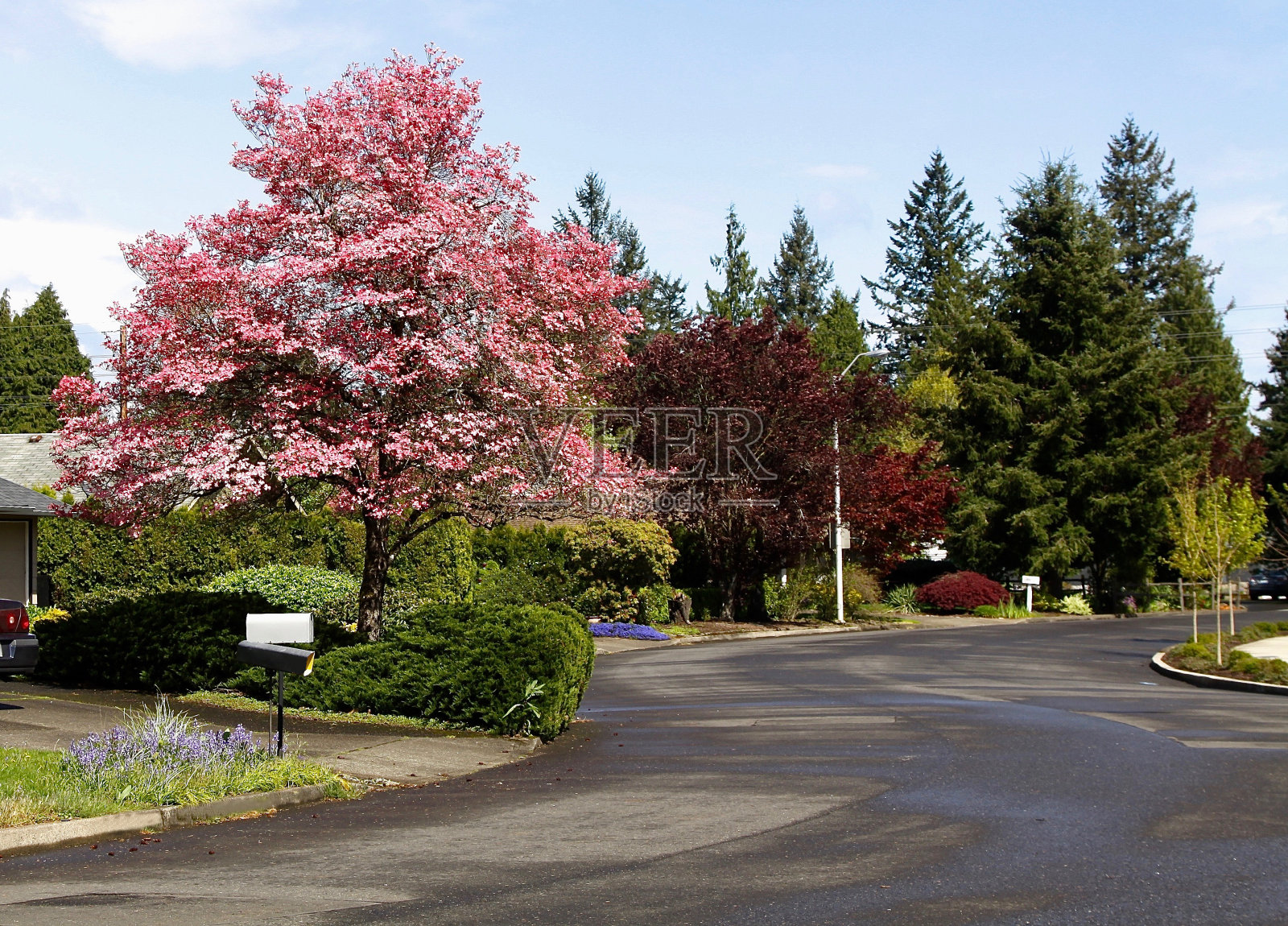 春天的住宅街照片摄影图片