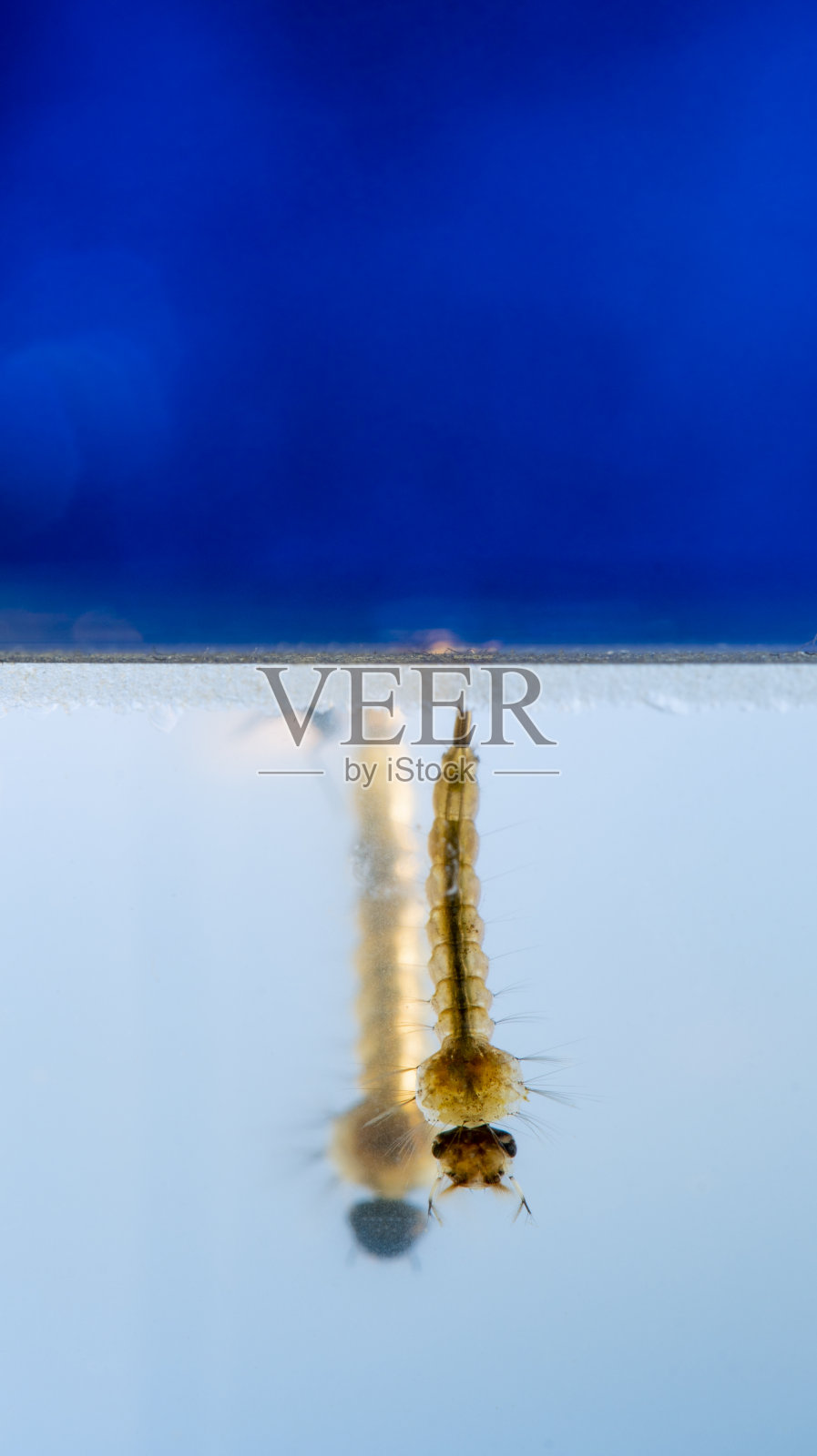 尖音库蚊幼虫照片摄影图片