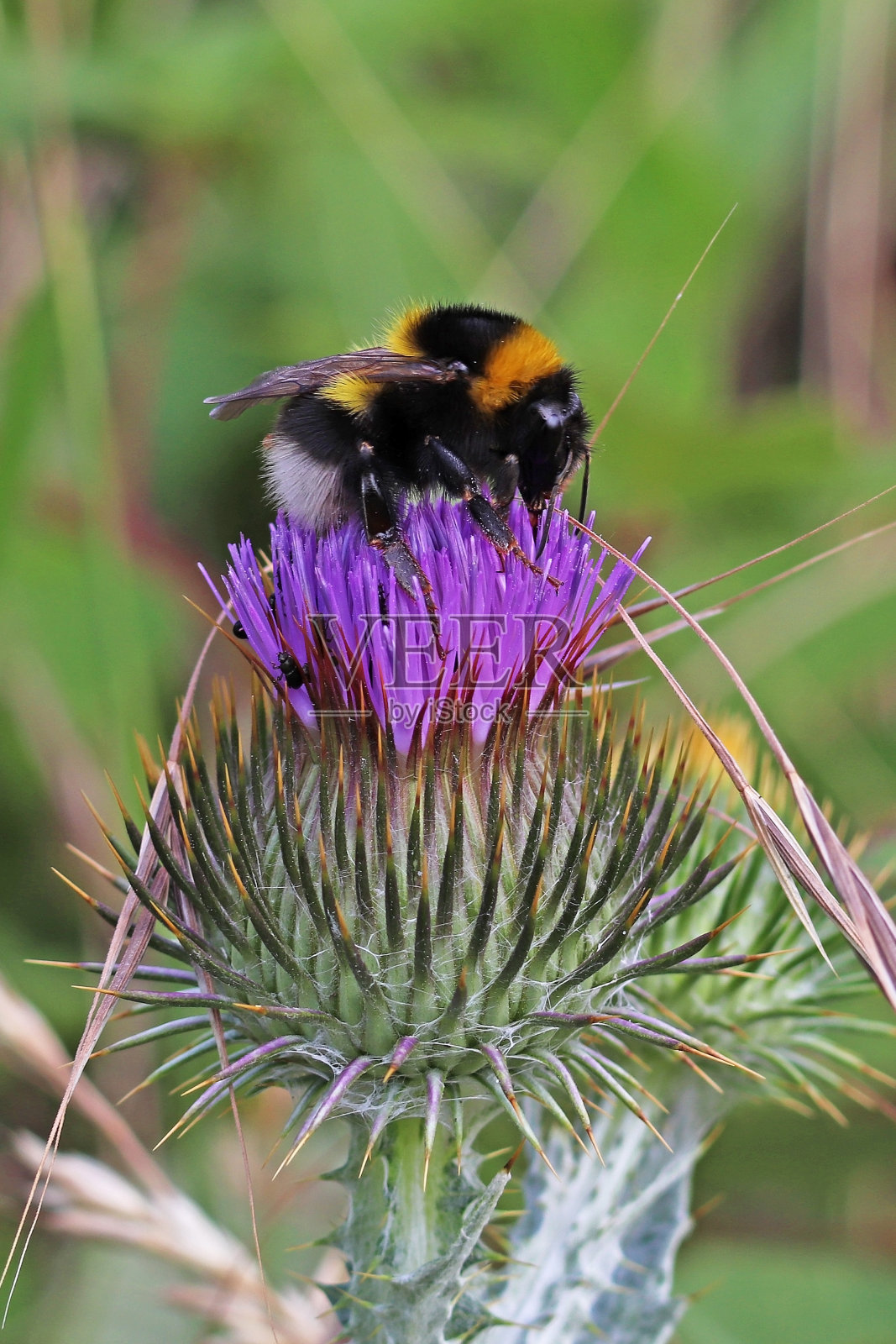 地球大黄蜂。照片摄影图片