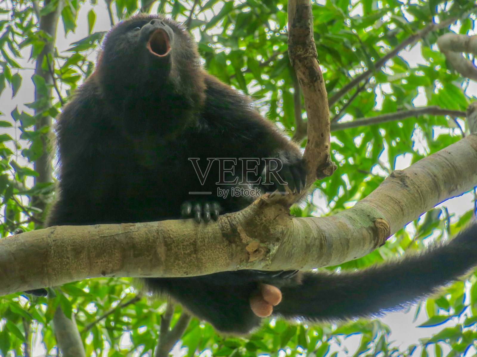 一只嚎叫的吼猴照片摄影图片