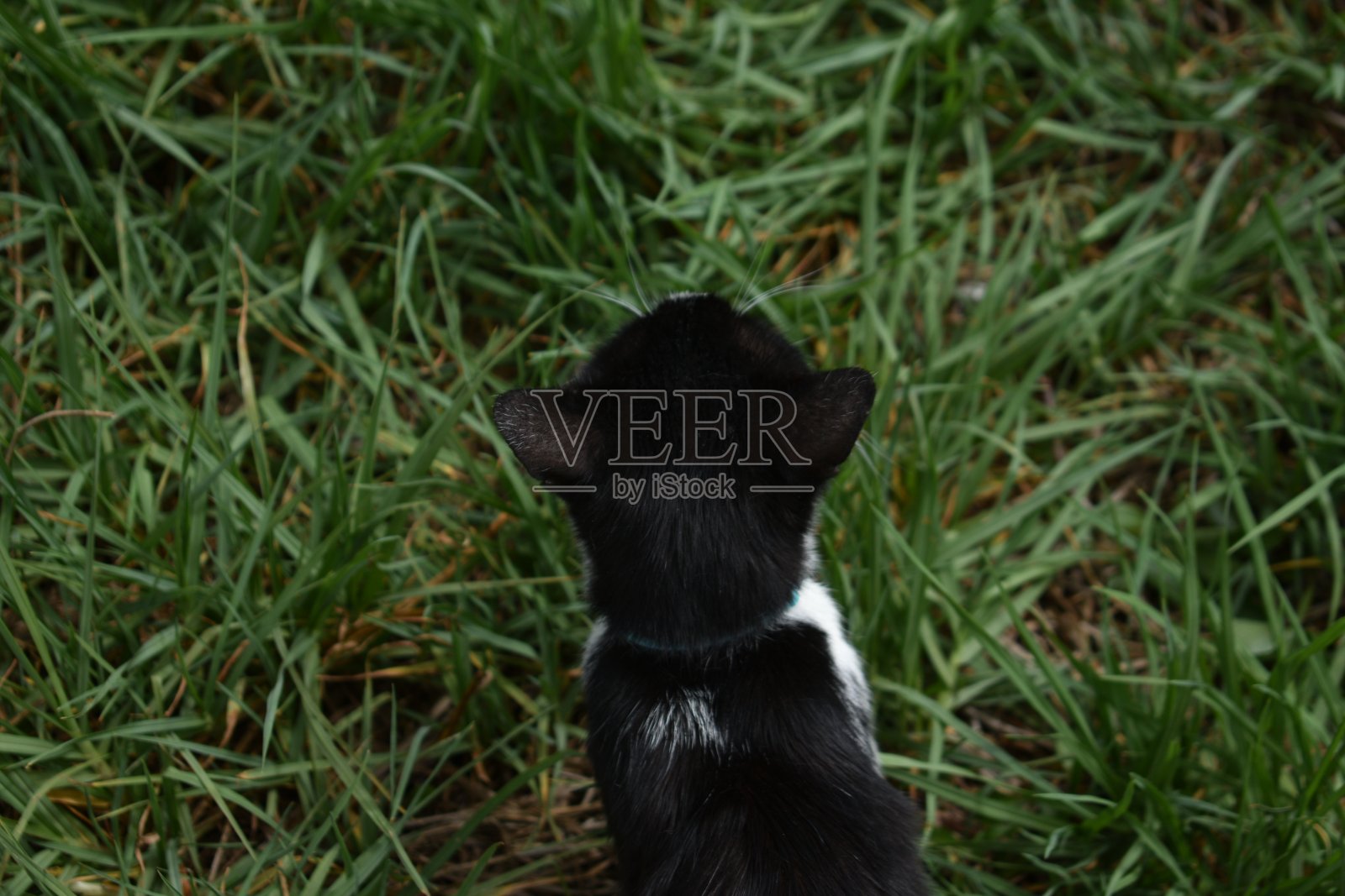 小猫在公园里玩照片摄影图片