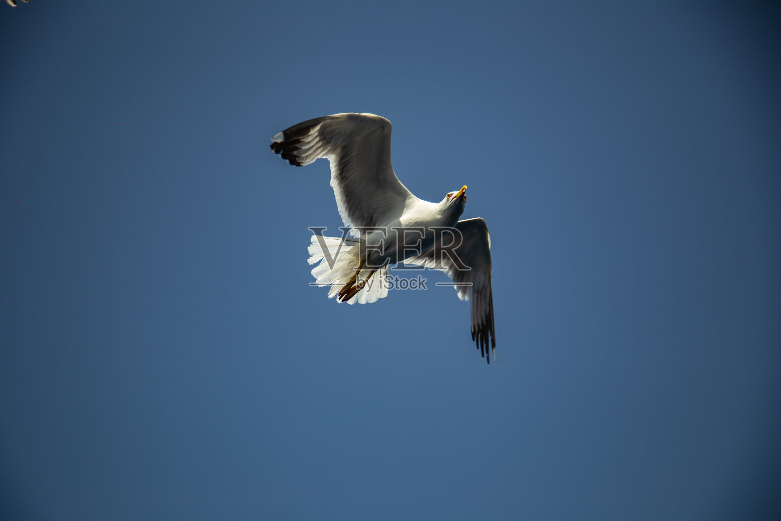 海鸥在晴朗无云的蓝天上飞翔，近距离观看照片摄影图片